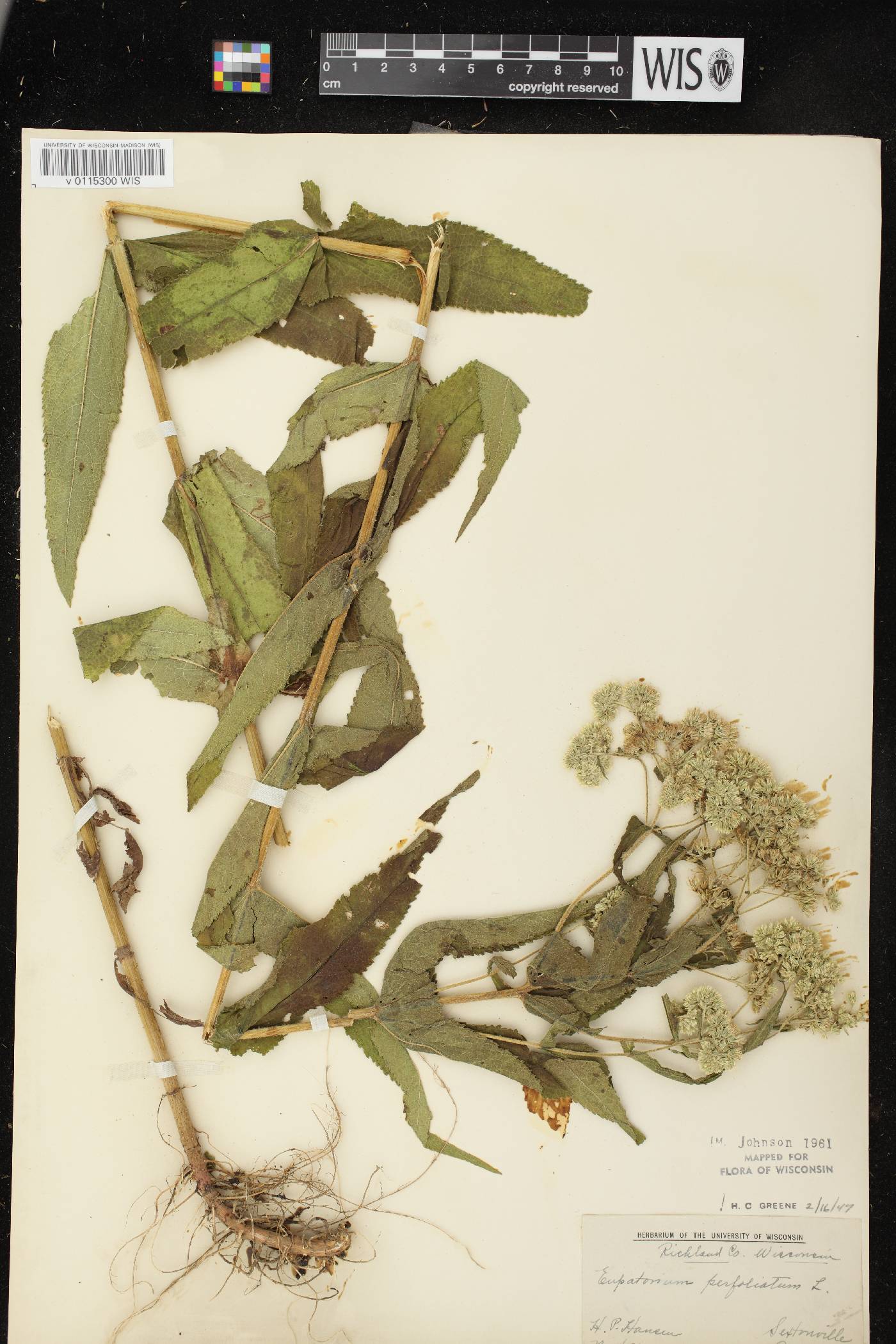 Eupatorium perfoliatum image