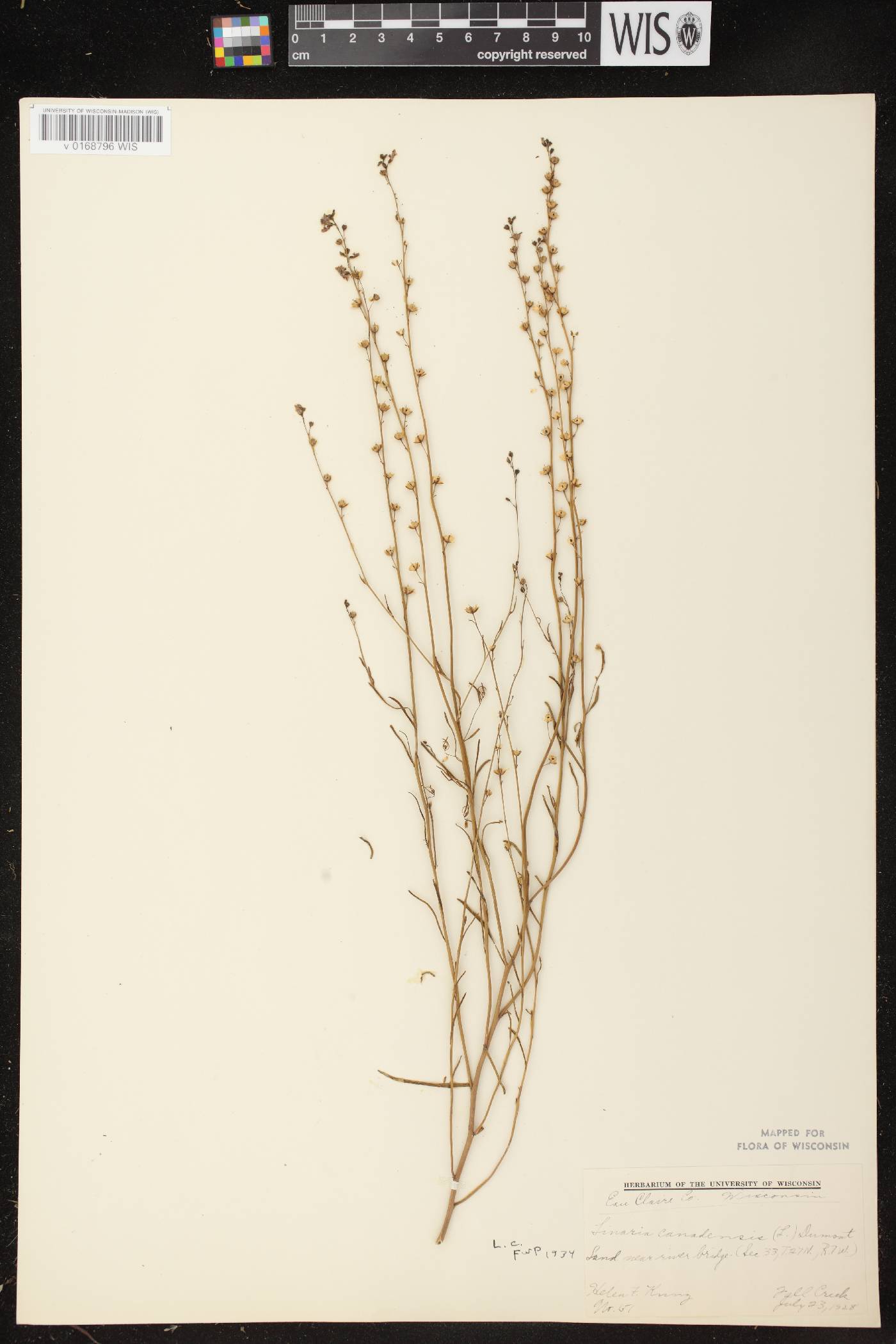 Nuttallanthus canadensis image