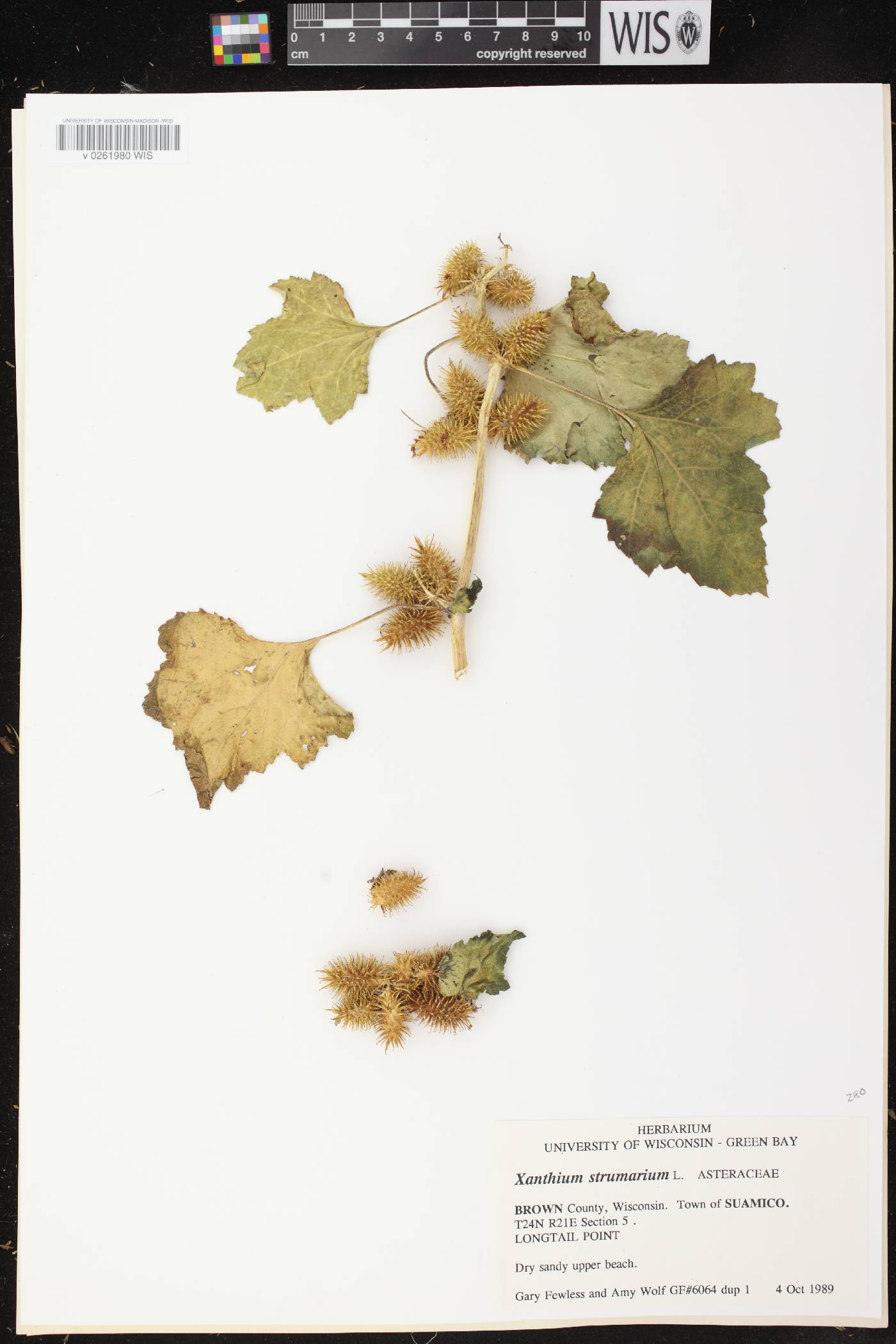 Xanthium strumarium image