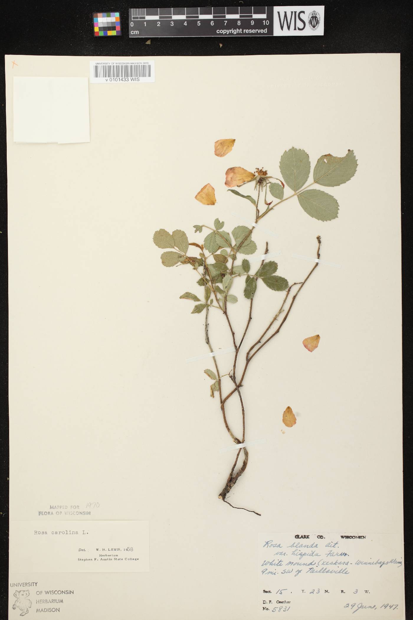 Rosa carolina image