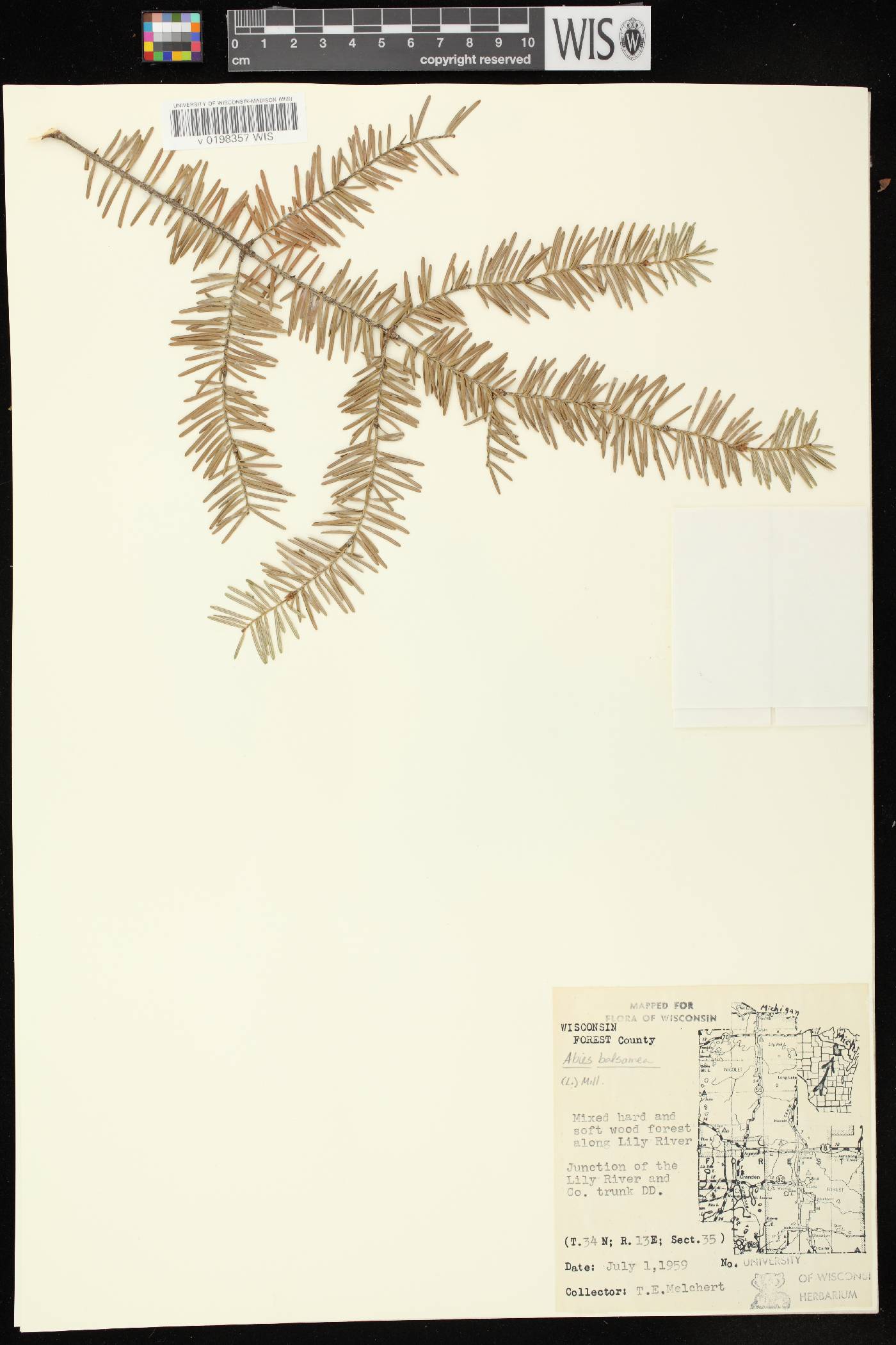 Abies balsamea image