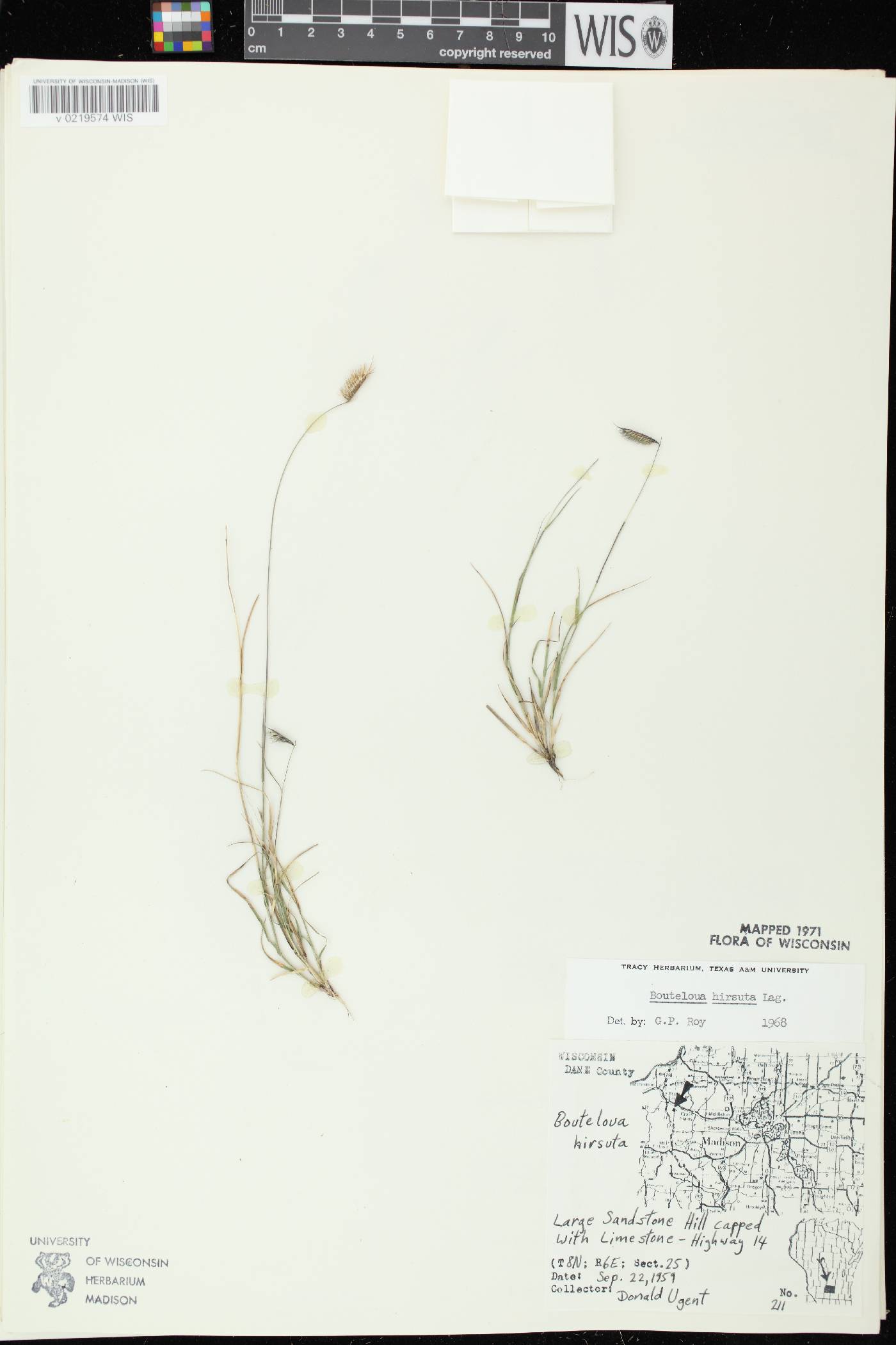Bouteloua hirsuta subsp. hirsuta image