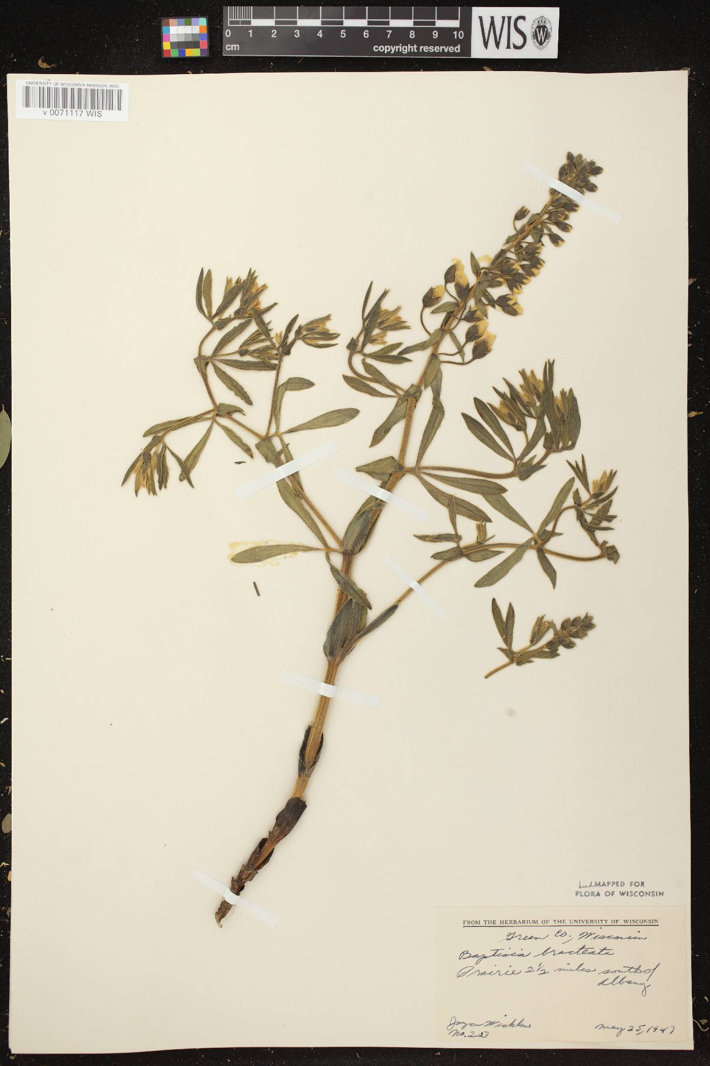 Baptisia leucophaea image