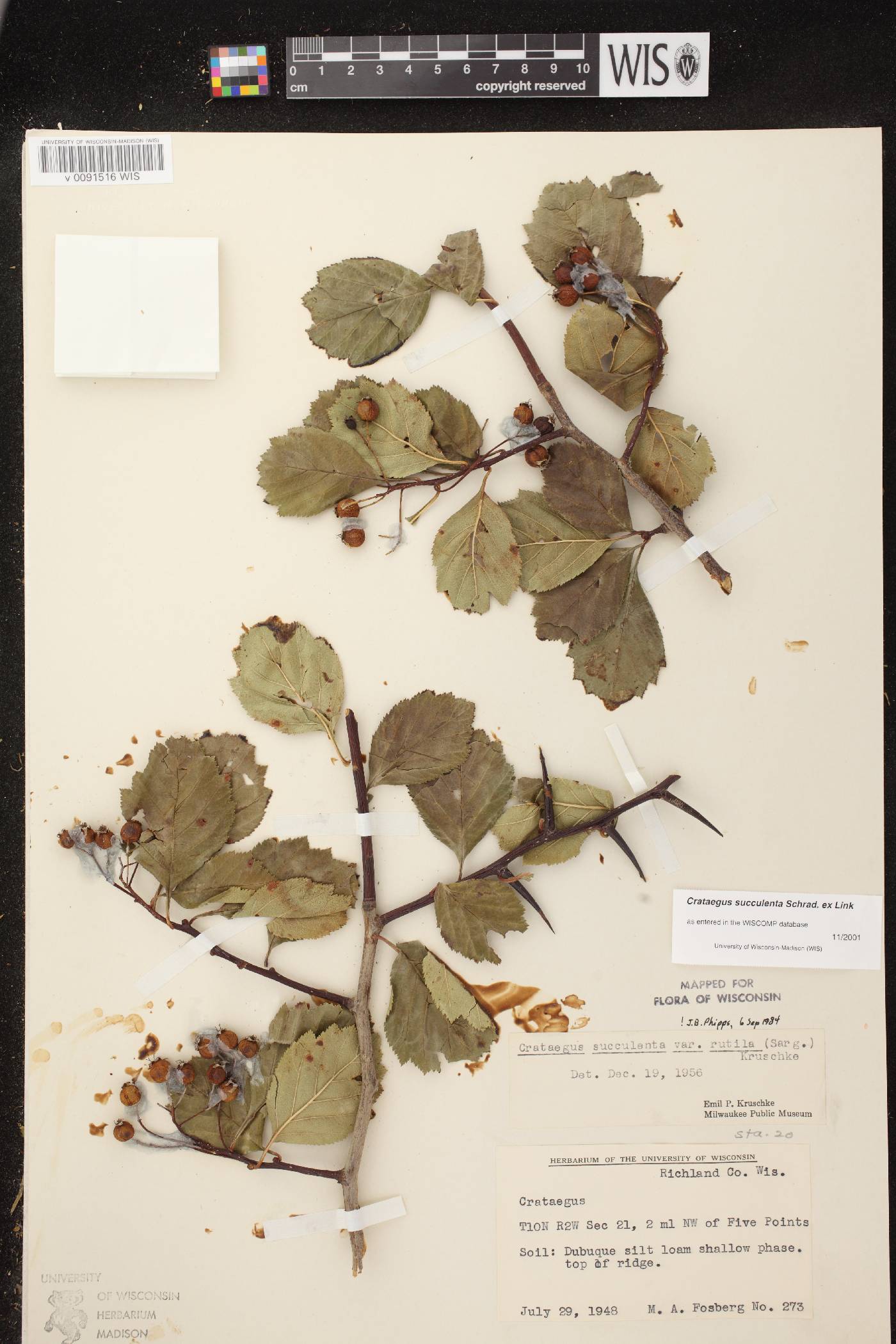Crataegus succulenta image
