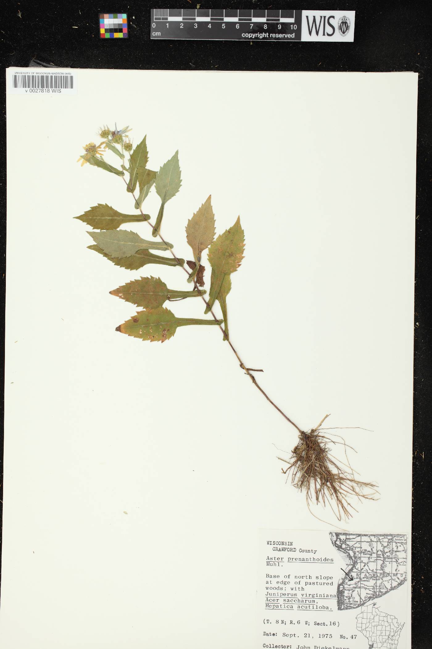 Symphyotrichum prenanthoides image