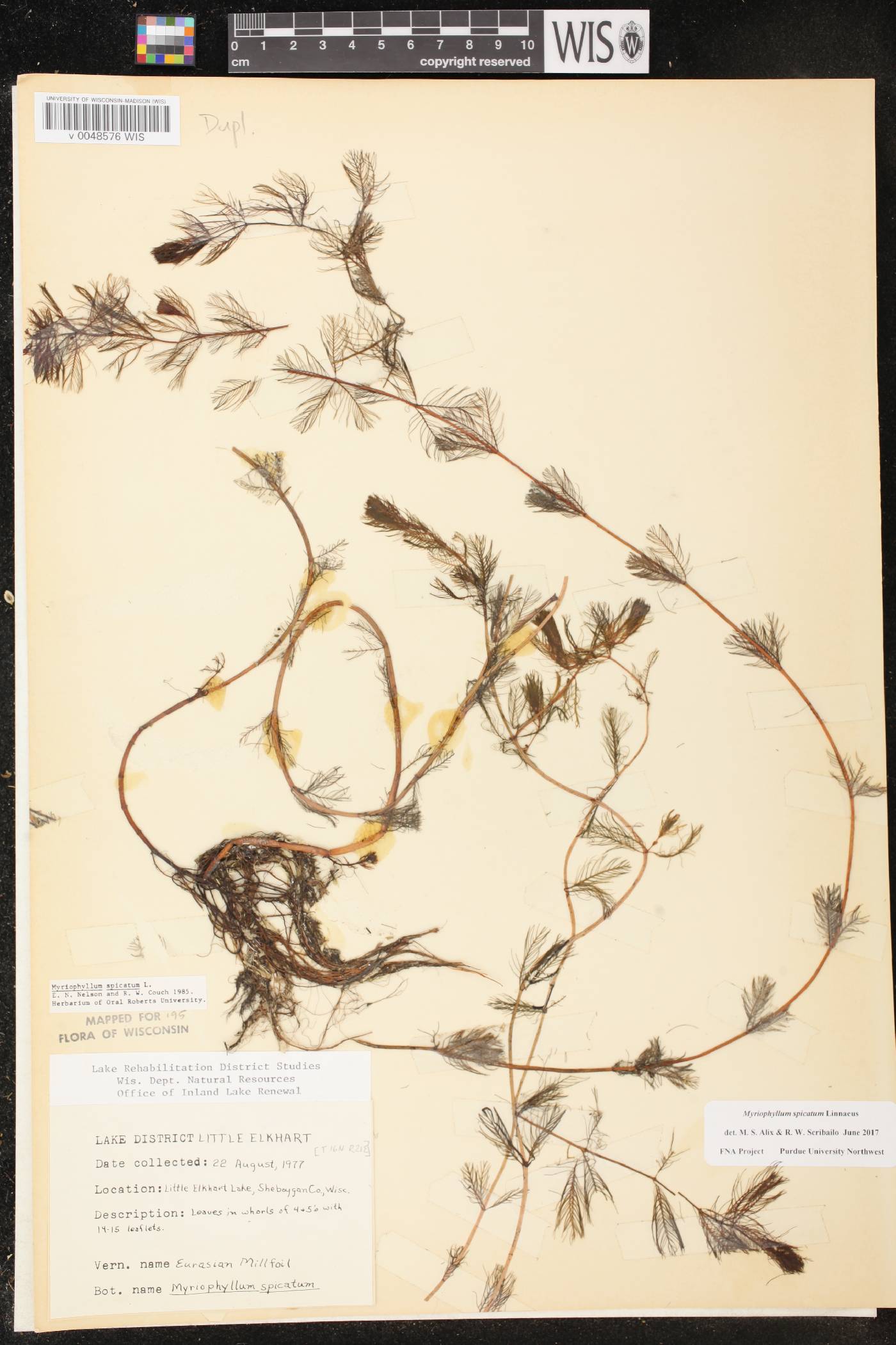 Myriophyllum spicatum image