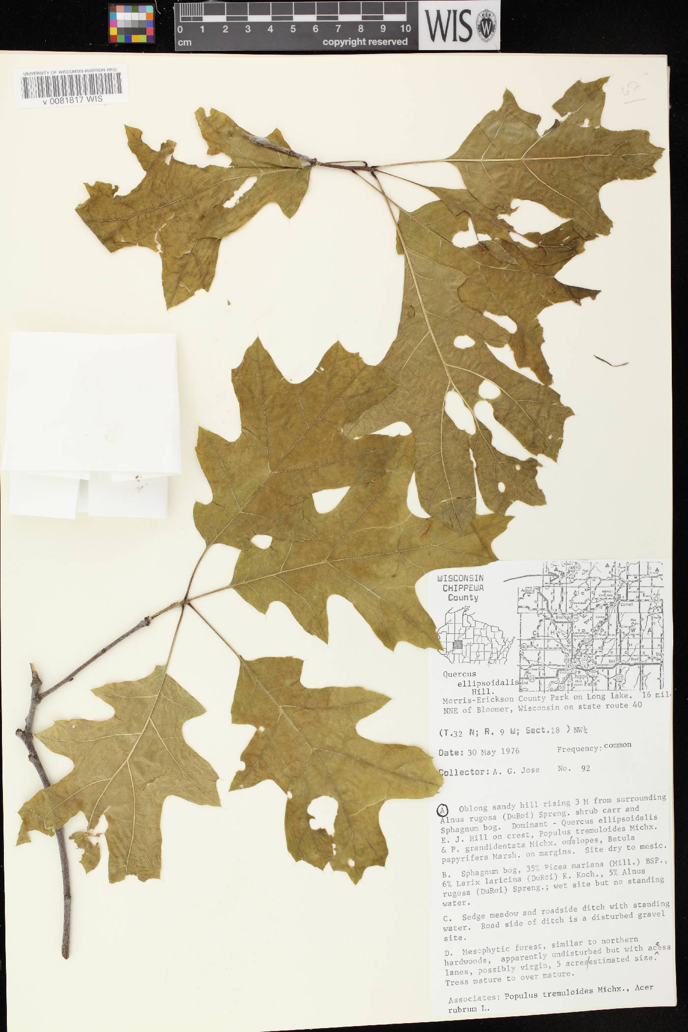 Quercus ellipsoidalis image