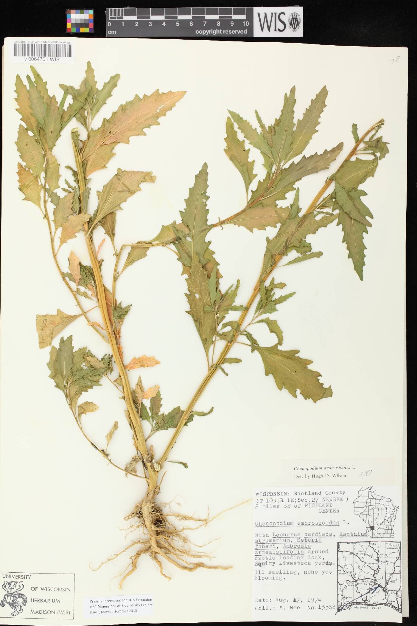 Dysphania ambrosioides image