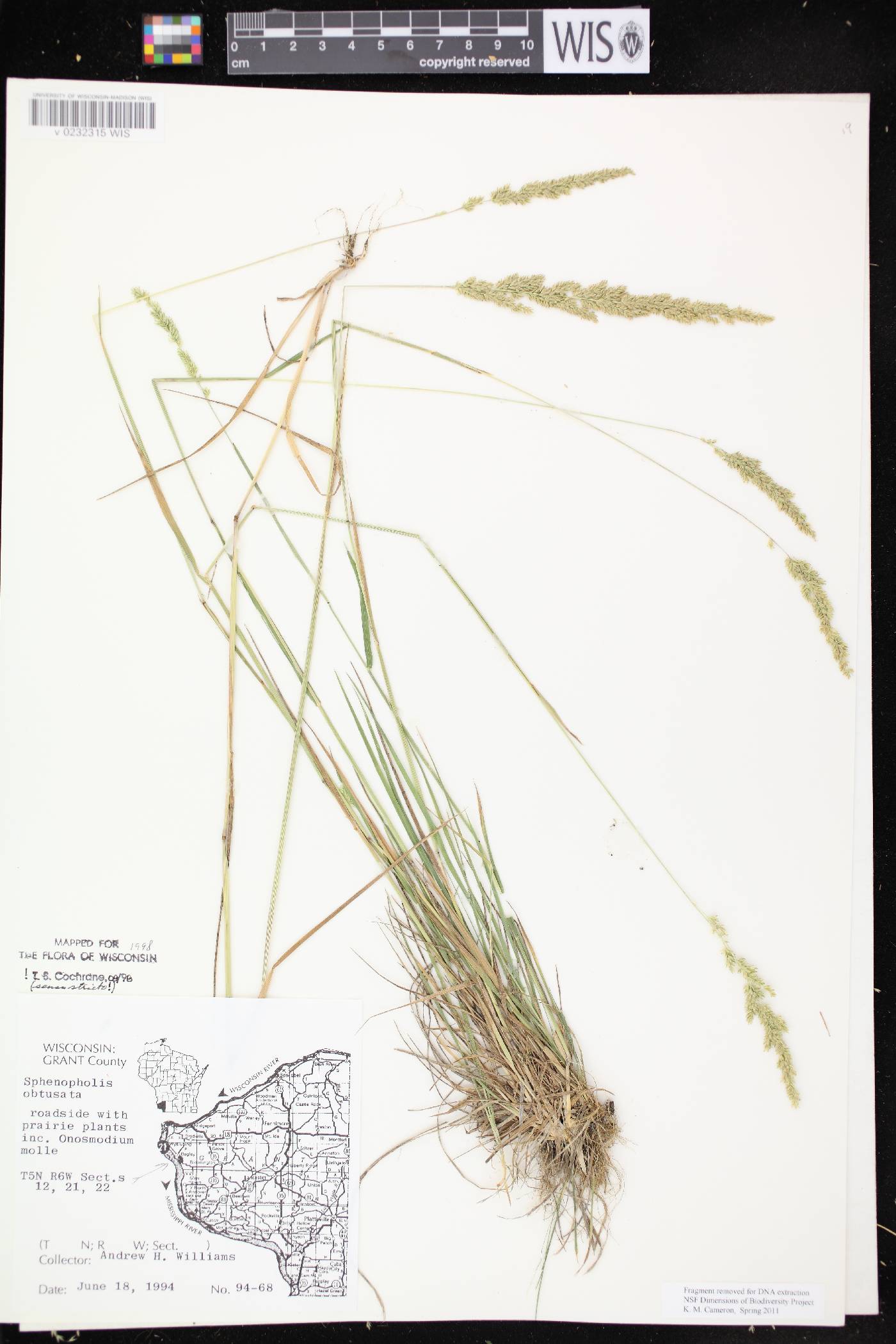 Sphenopholis obtusata image