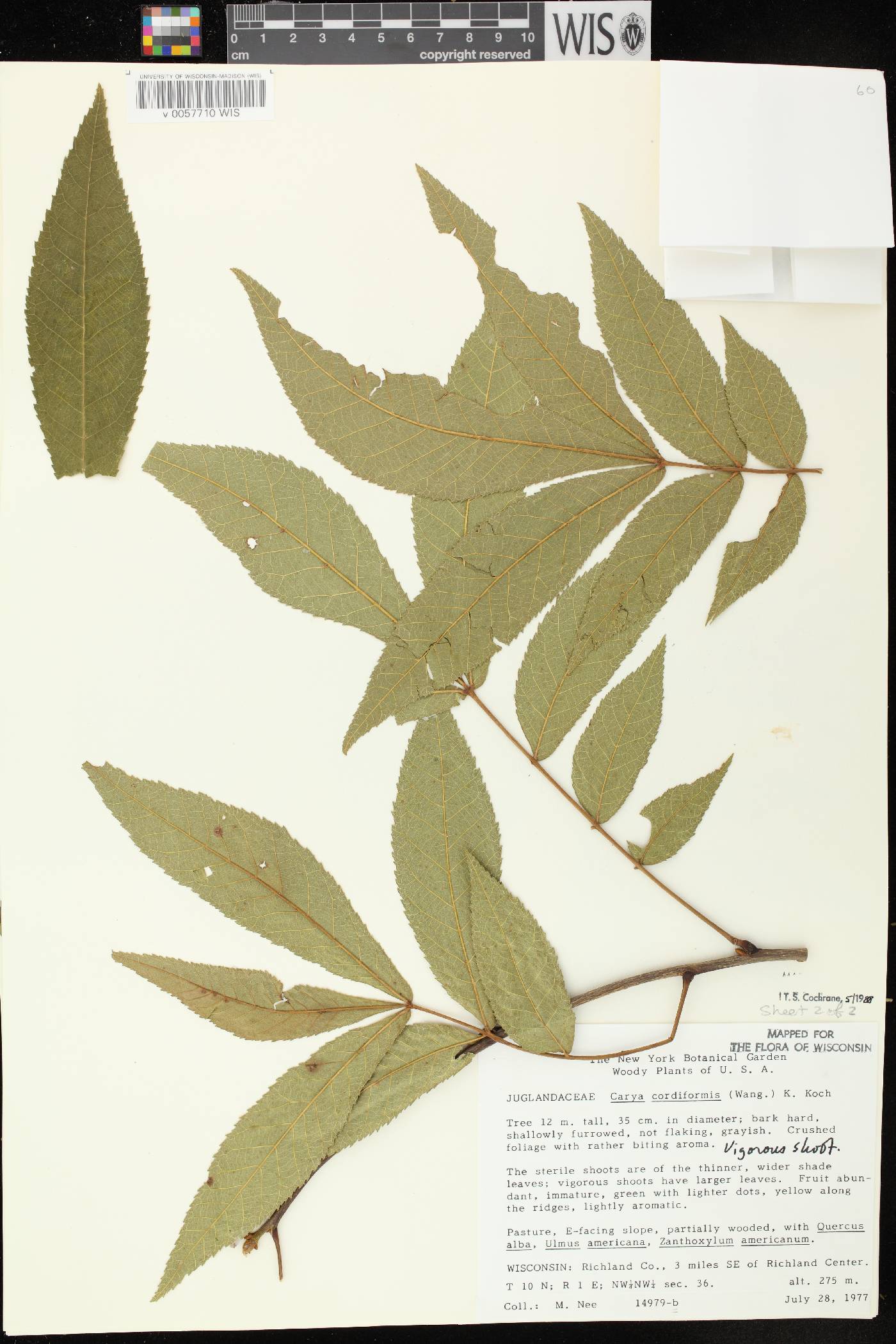 Carya cordiformis image