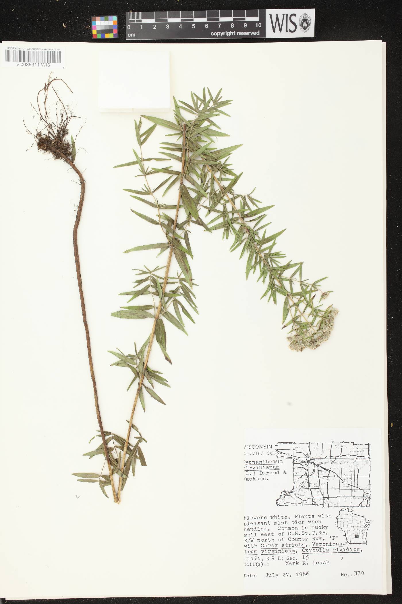 Pycnanthemum virginianum image