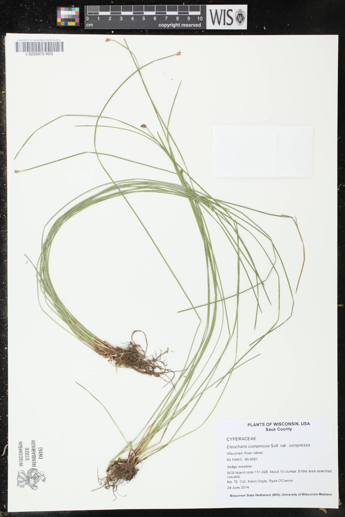 Eleocharis compressa var. compressa image
