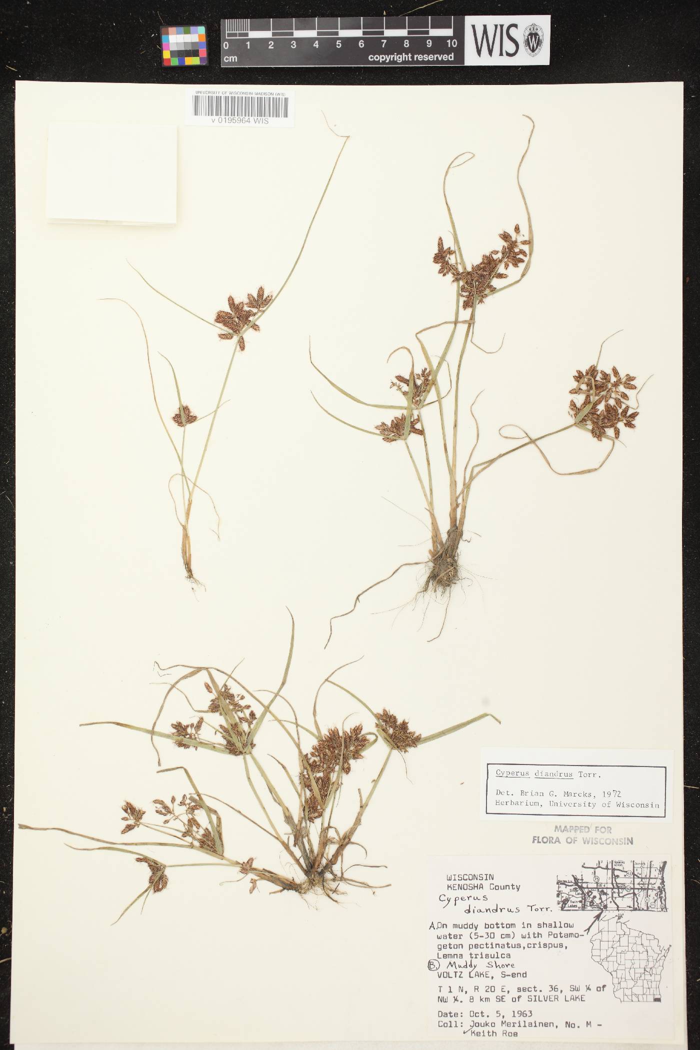 Cyperus diandrus image