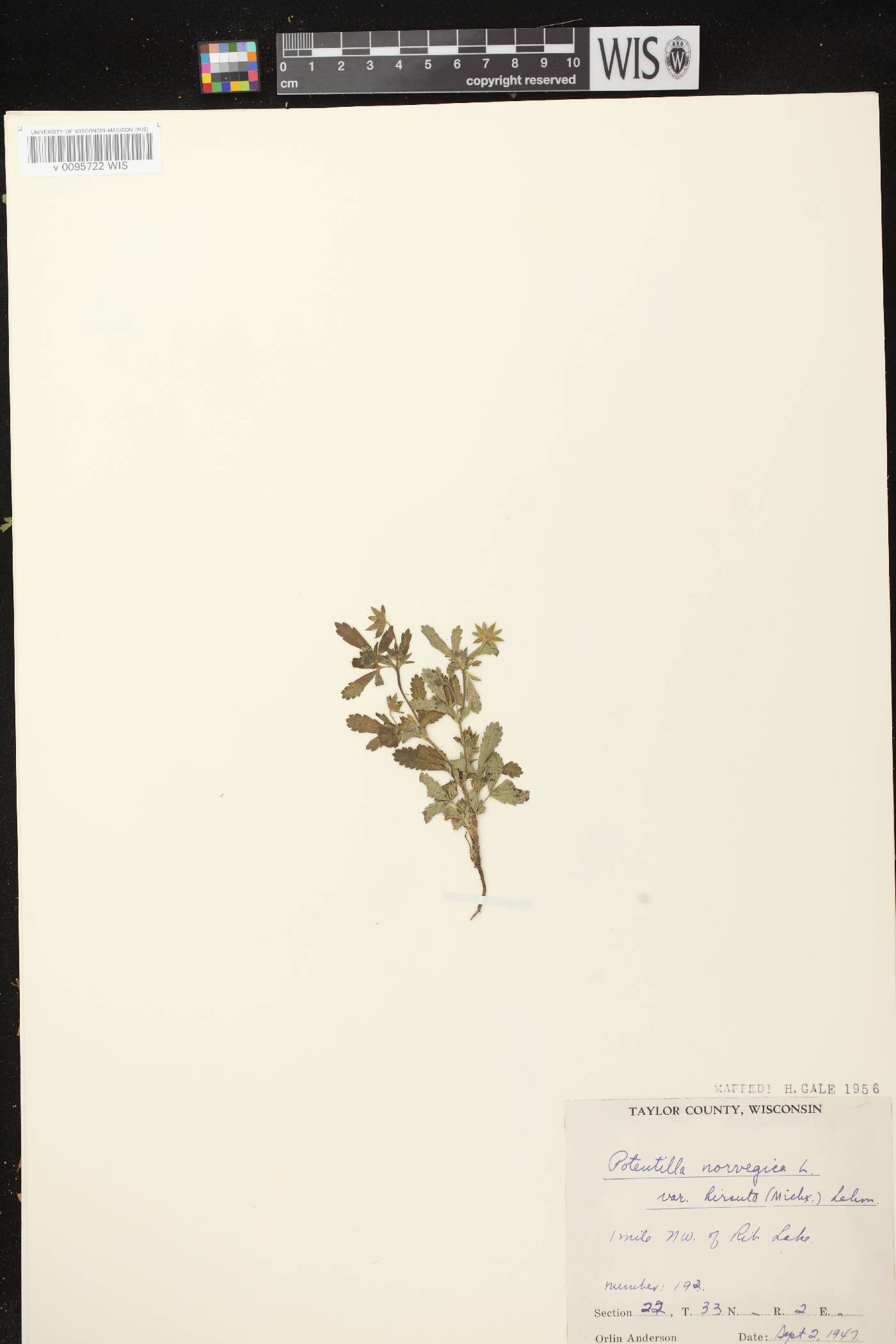 Potentilla norvegica image