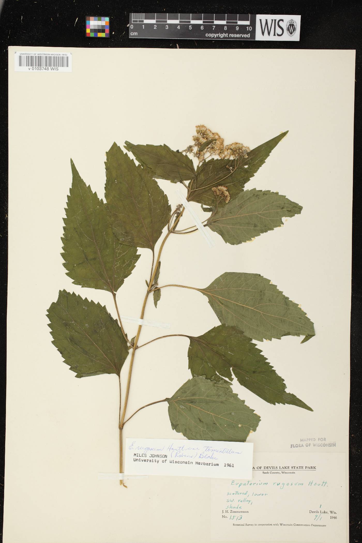 Ageratina altissima image
