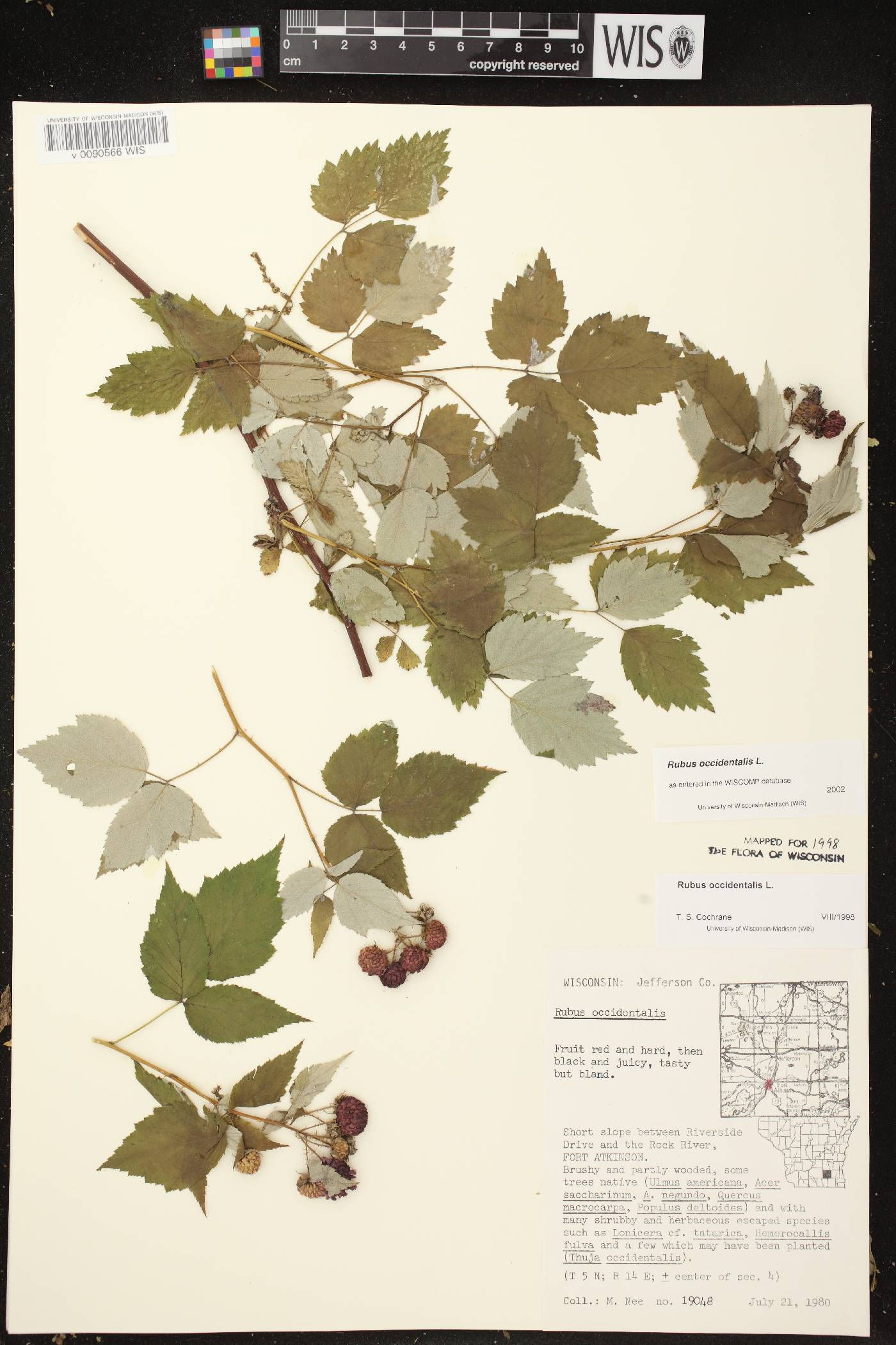 Rubus occidentalis image