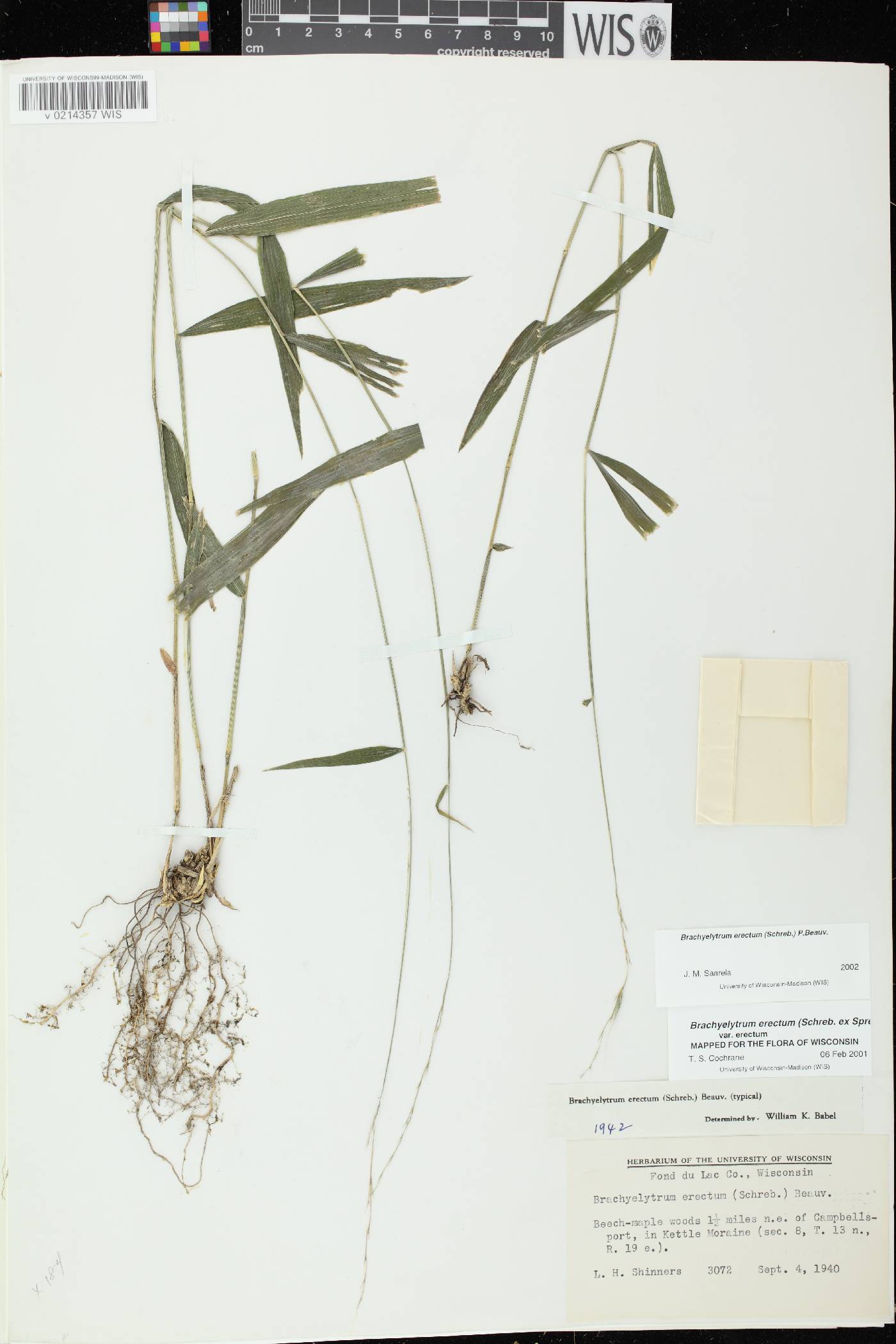 Brachyelytrum erectum image