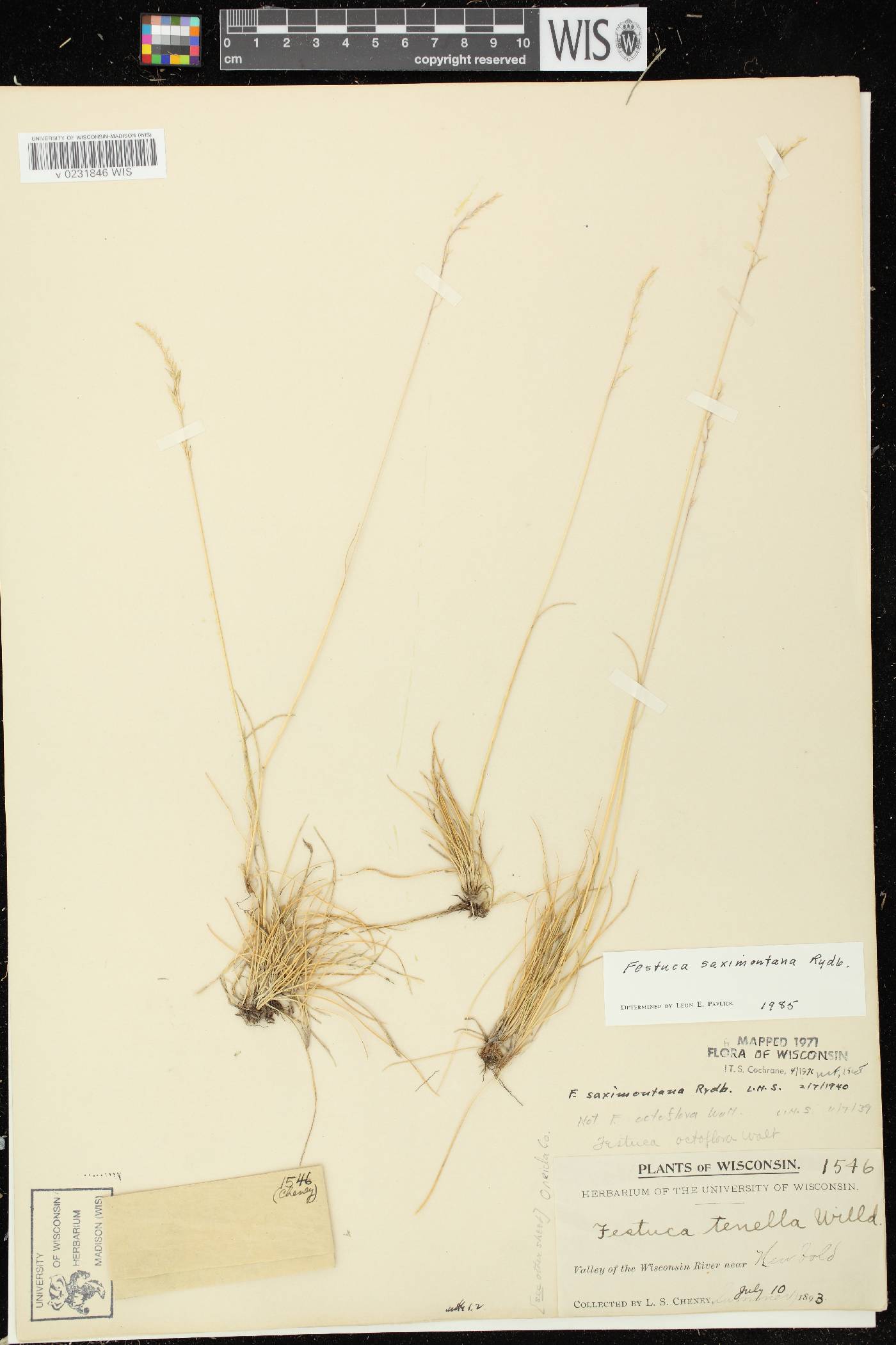 Festuca saximontana subsp. saximontana image
