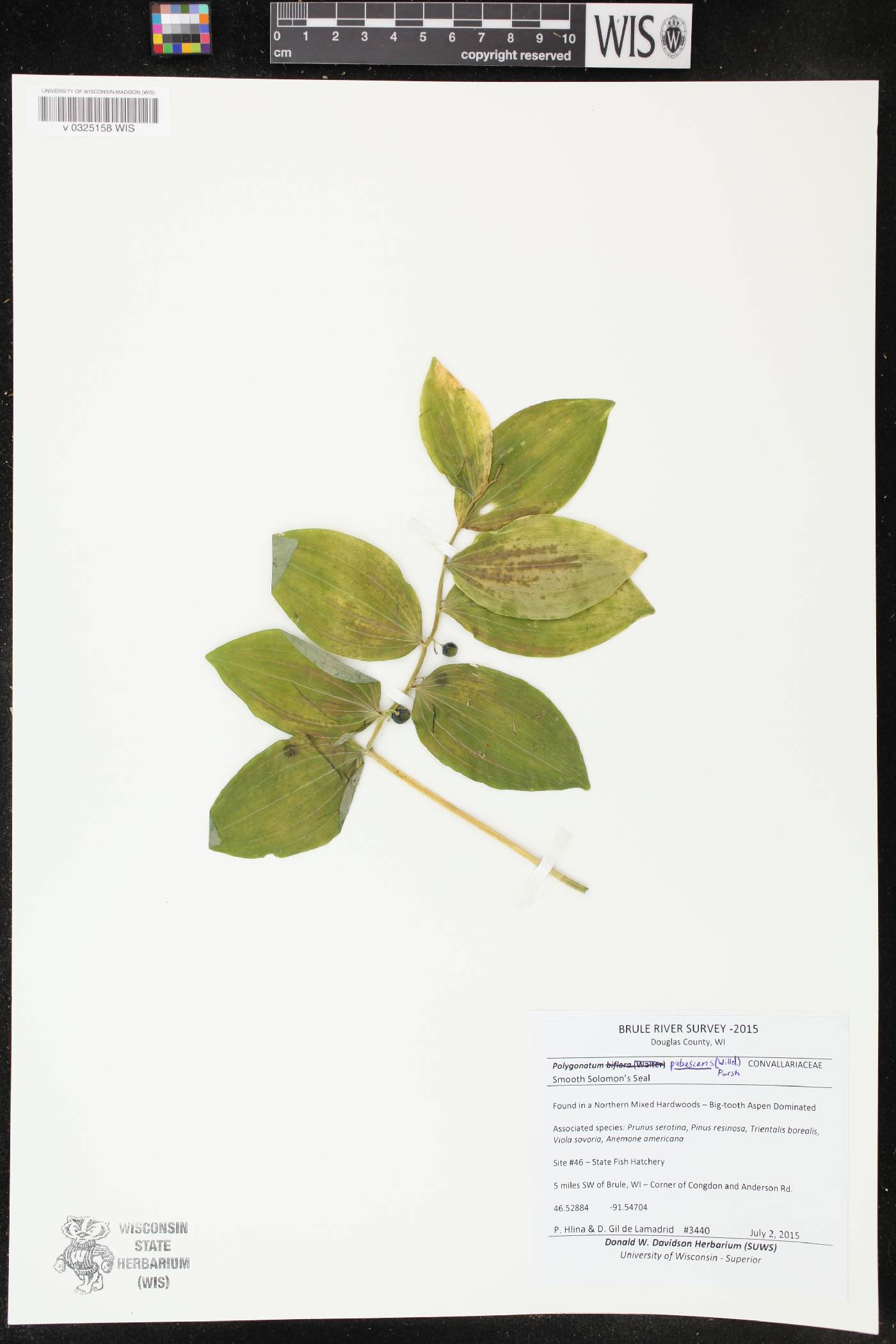 Polygonatum pubescens image