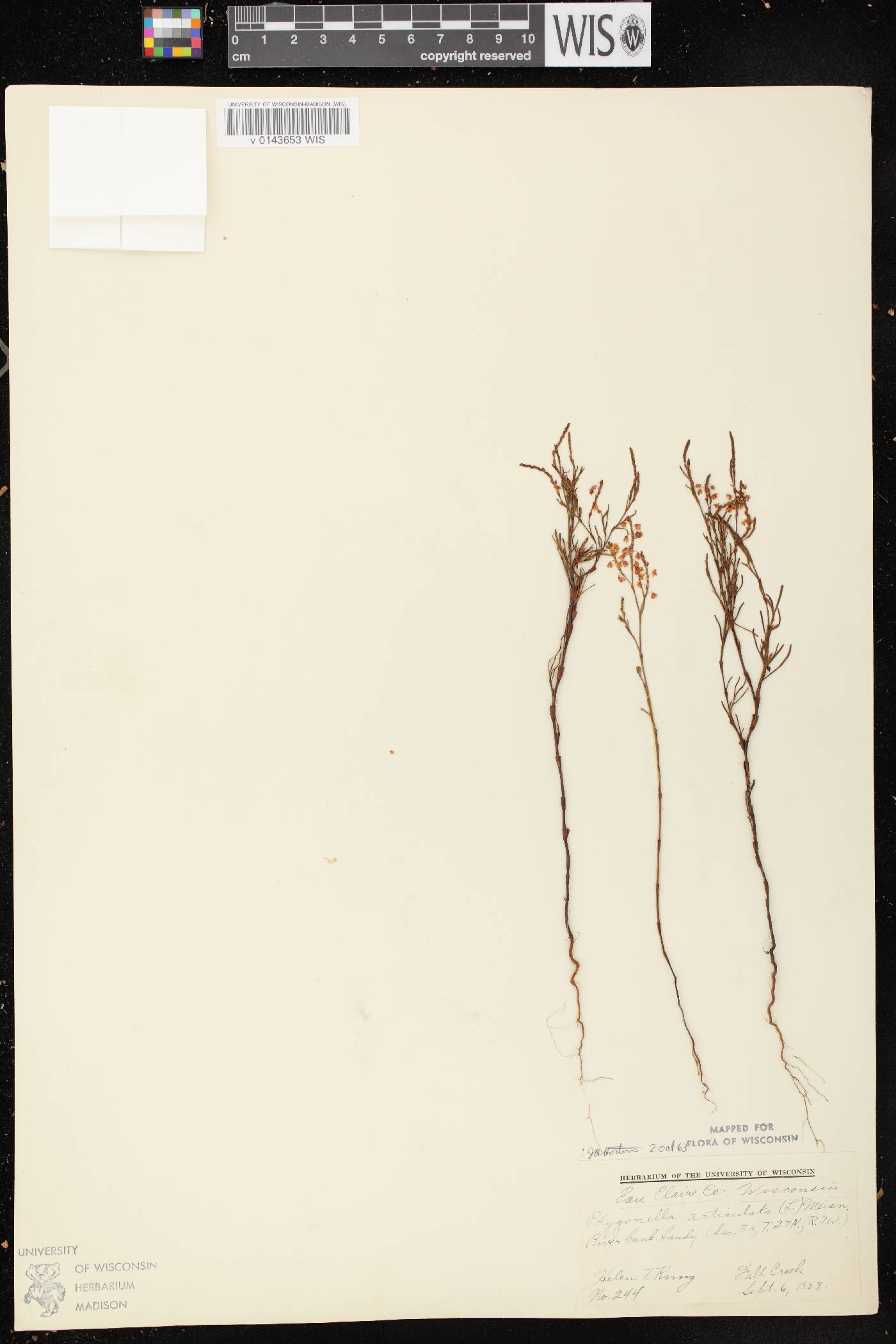 Polygonella articulata image