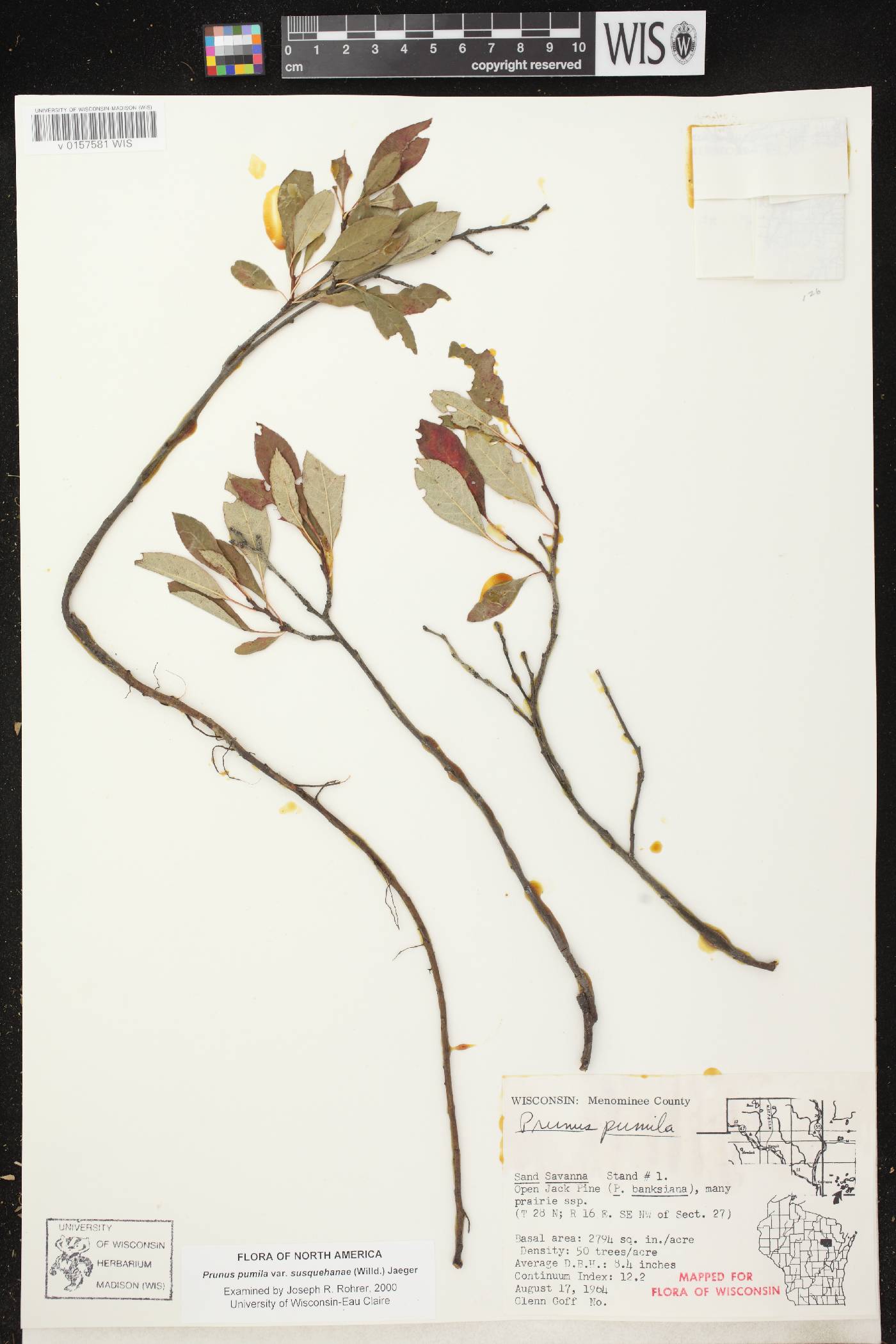 Prunus pumila image