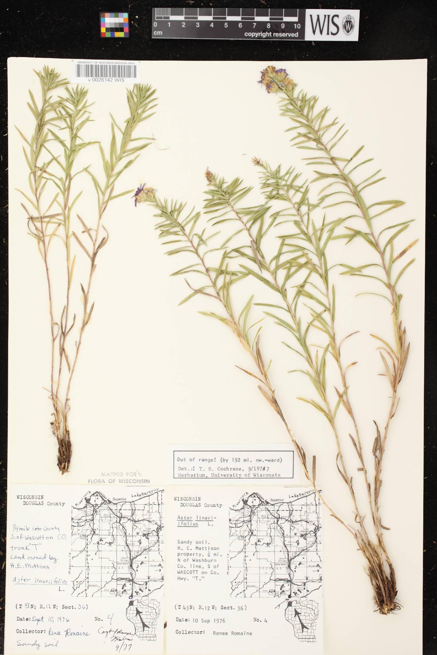 Ionactis linariifolia image