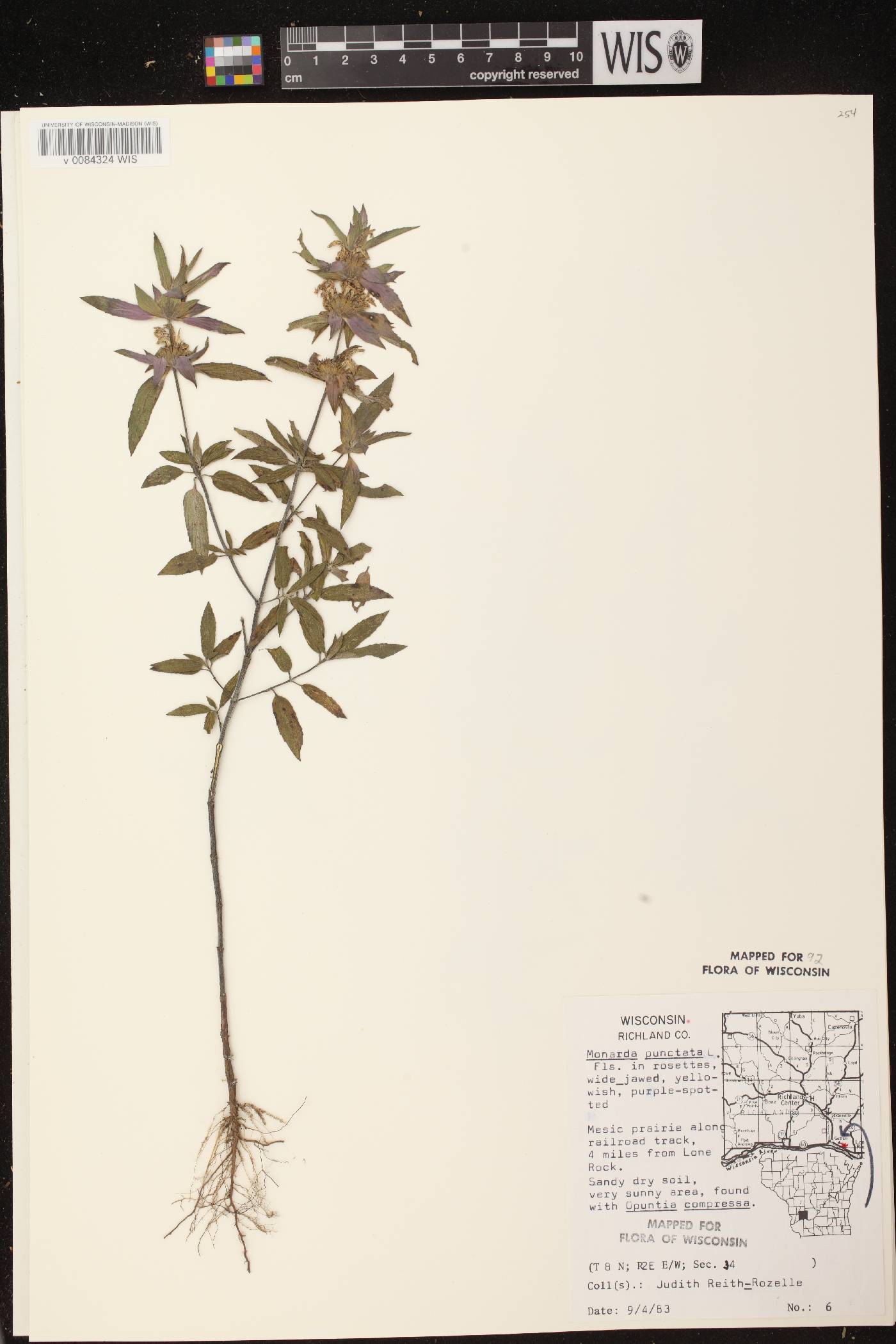 Monarda punctata image