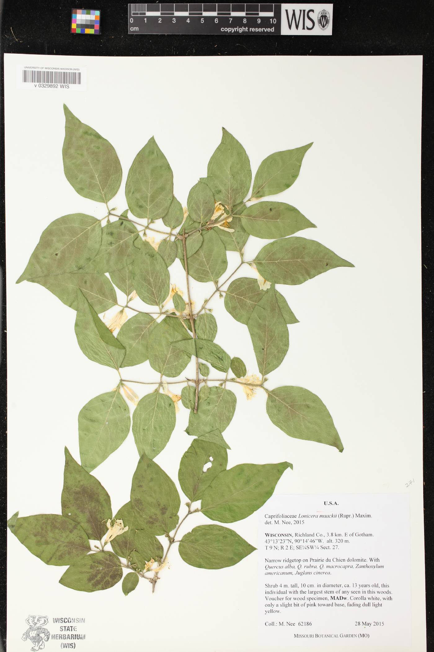 Lonicera maackii image
