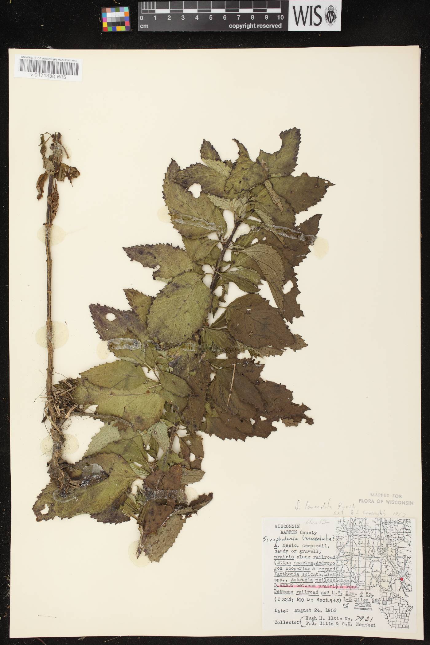 Scrophularia lanceolata image