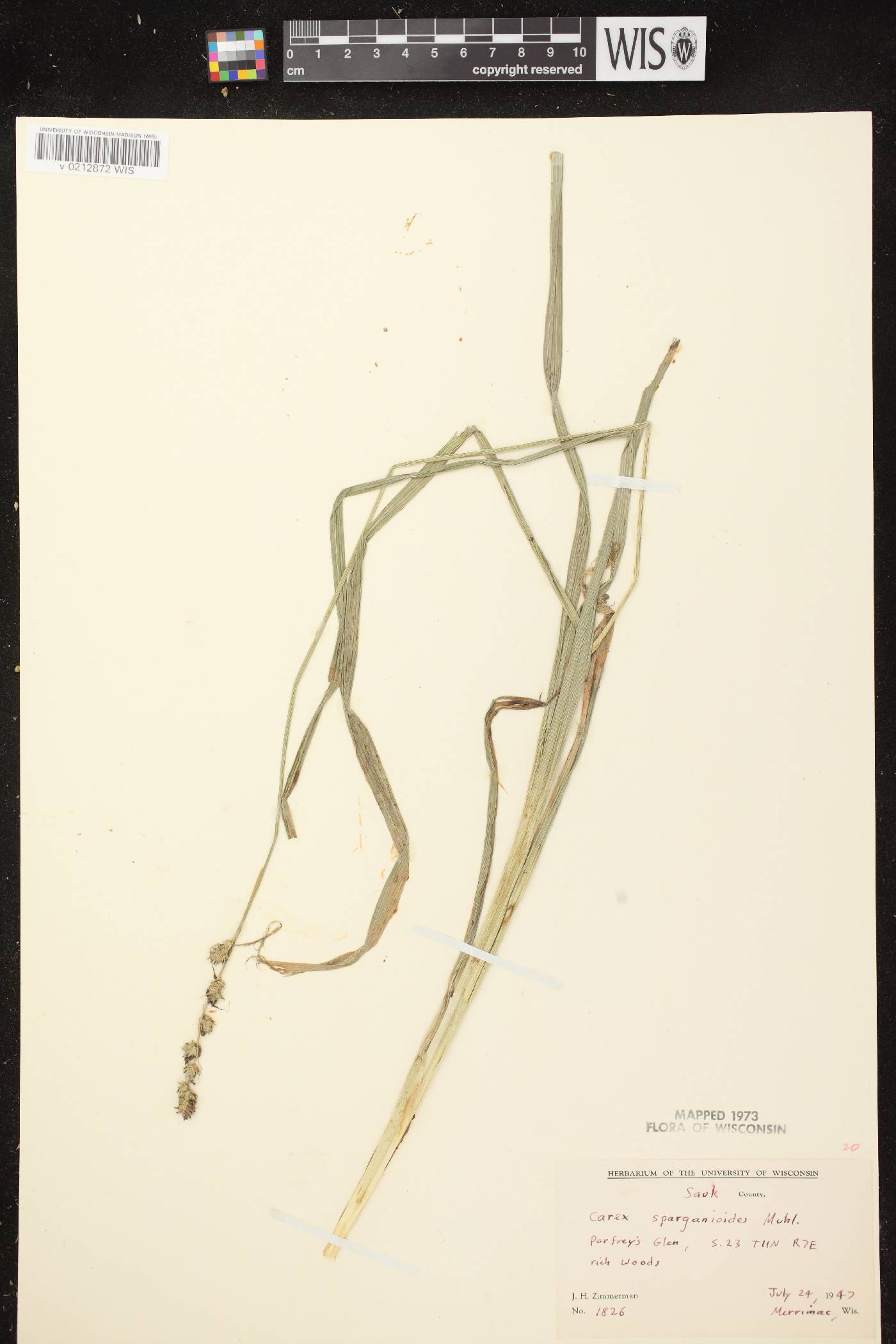 Carex sparganioides image