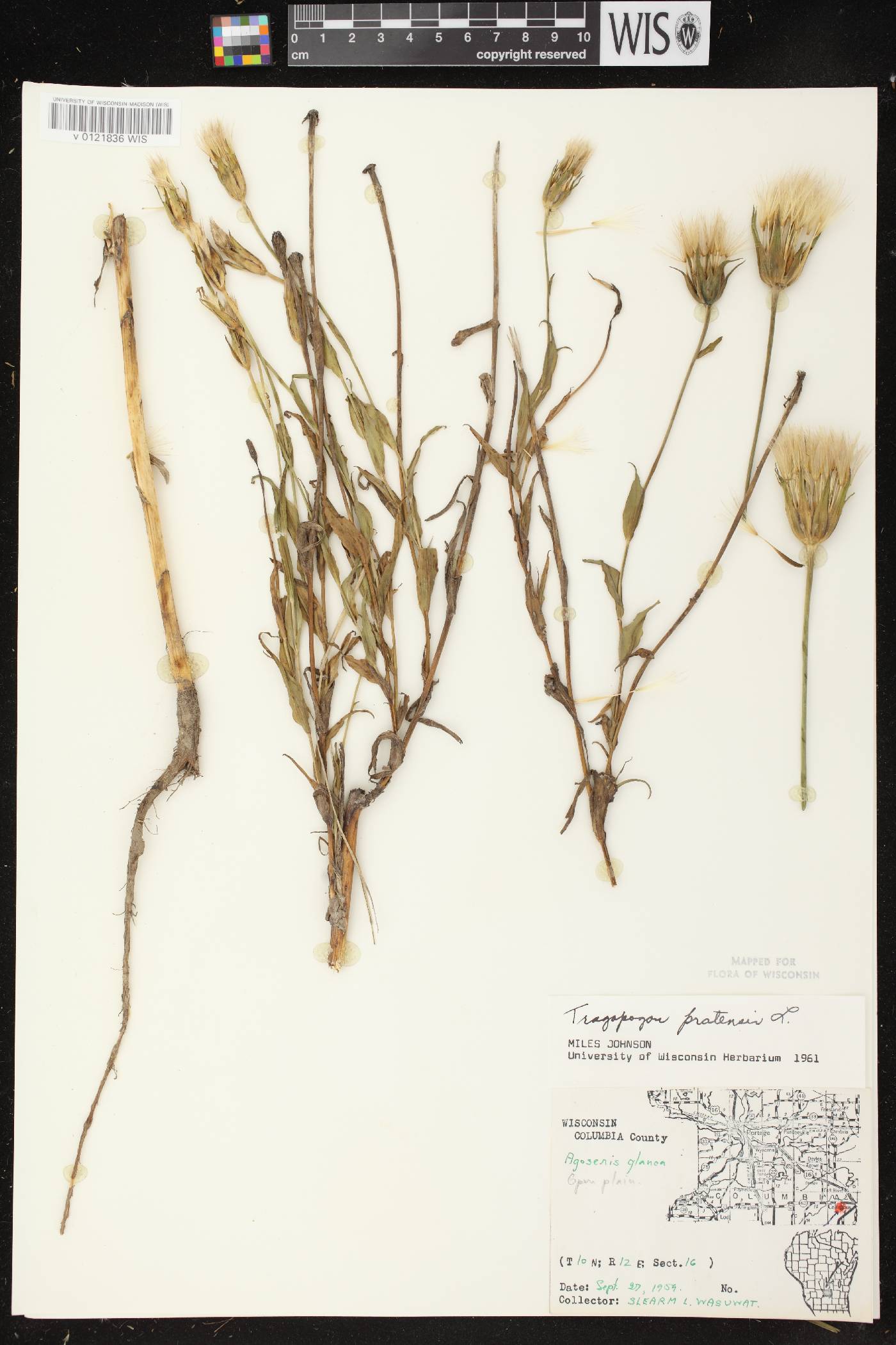 Tragopogon pratensis image