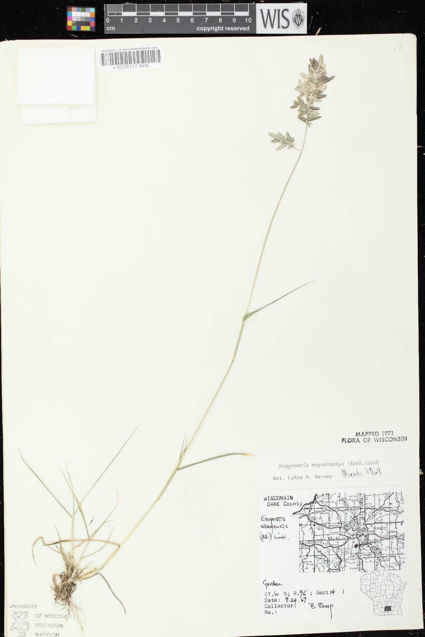 Eragrostis cilianensis image