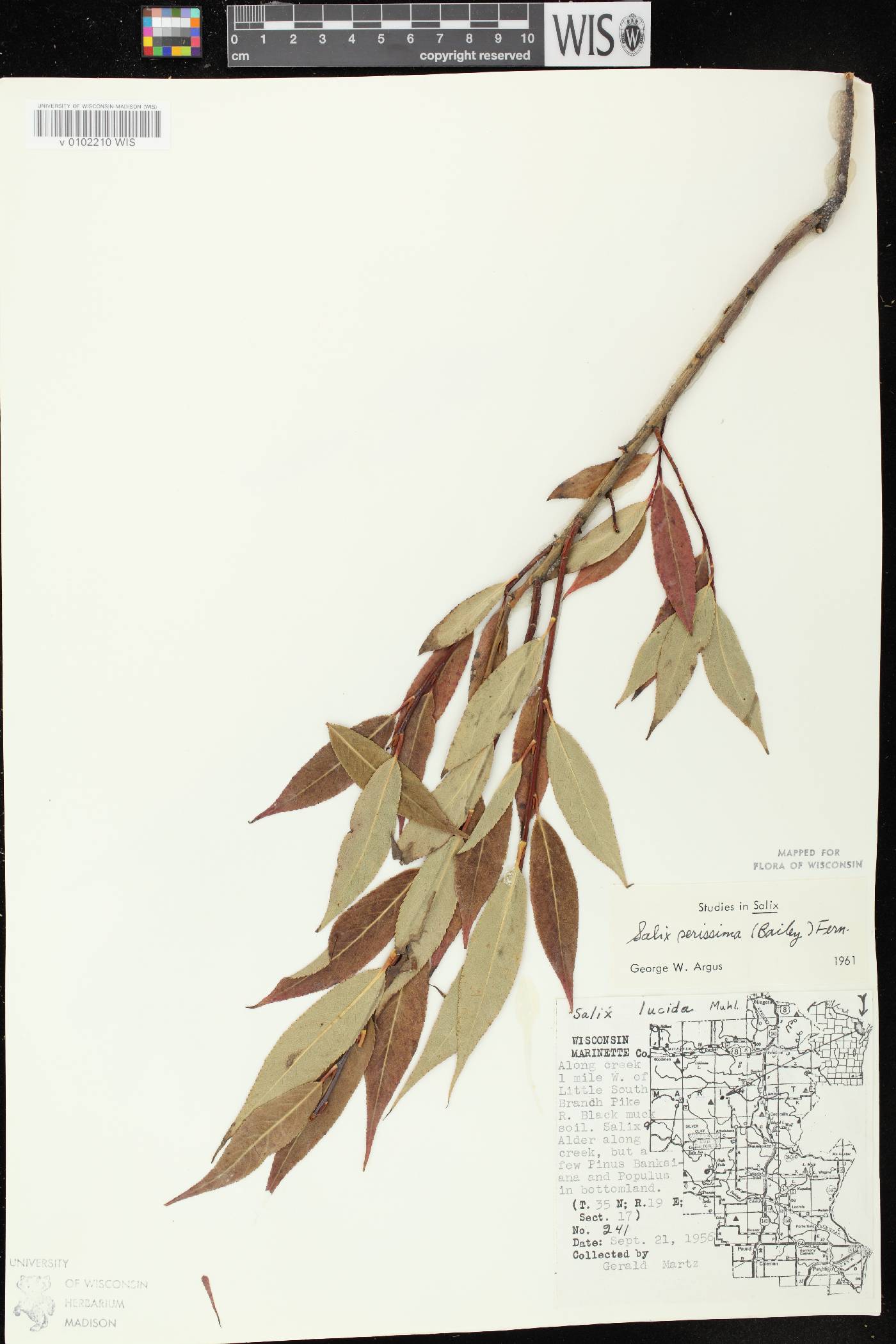 Salix serissima image