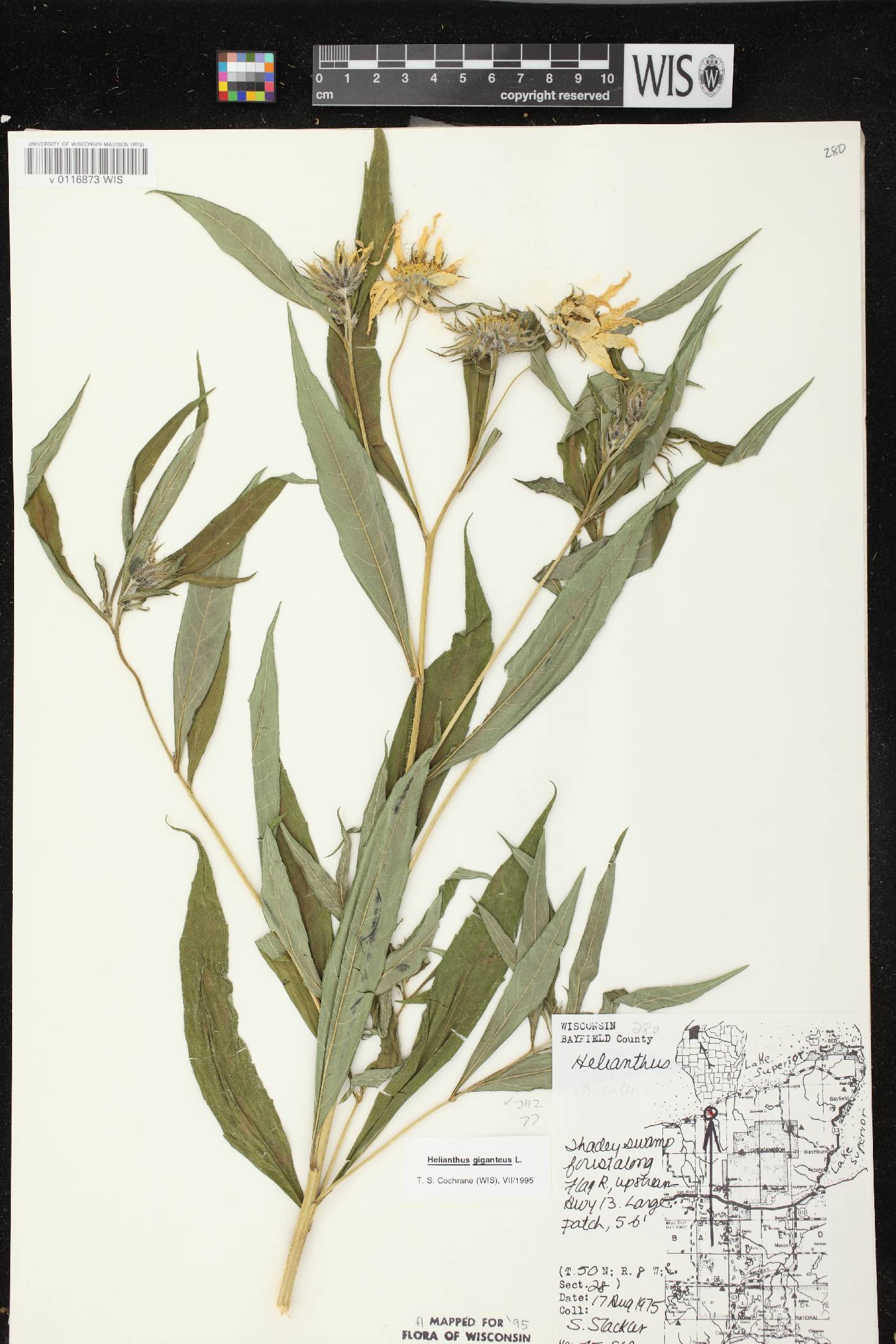 Helianthus giganteus image