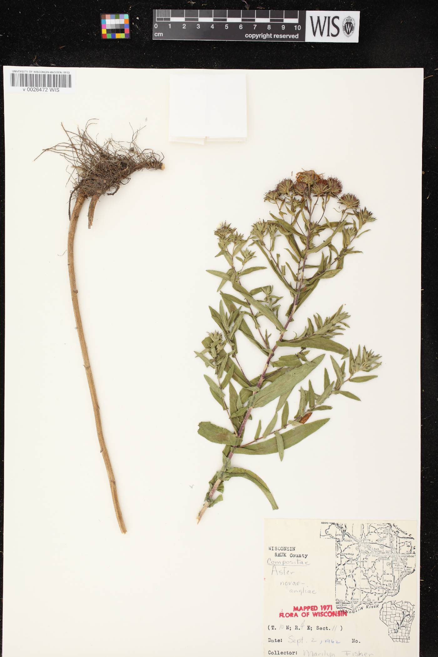 Symphyotrichum novae-angliae image