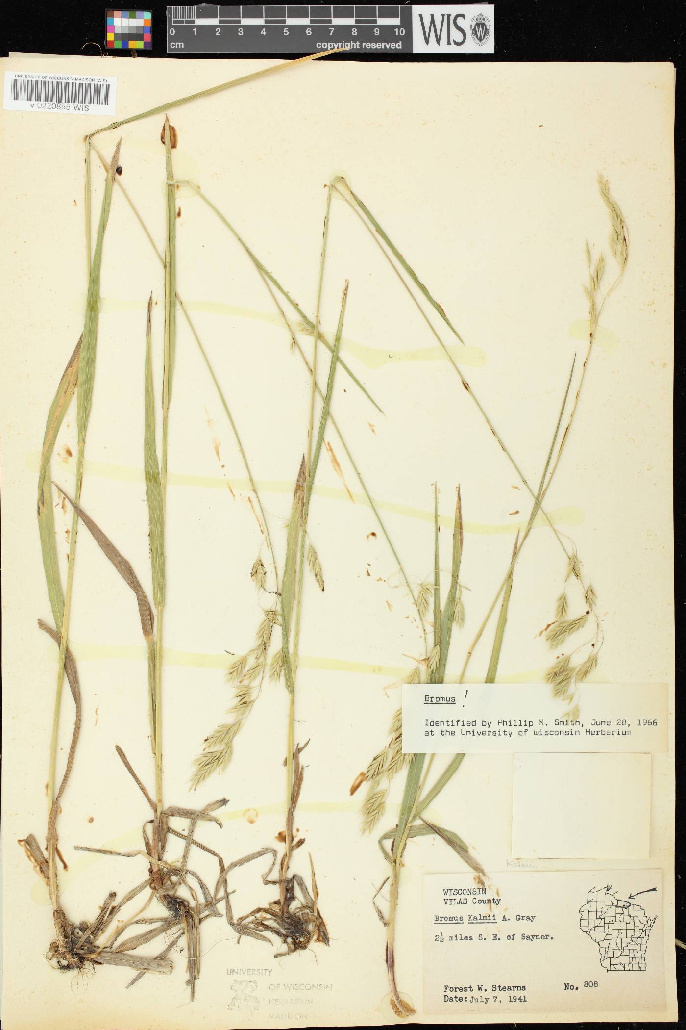 Bromus kalmii image