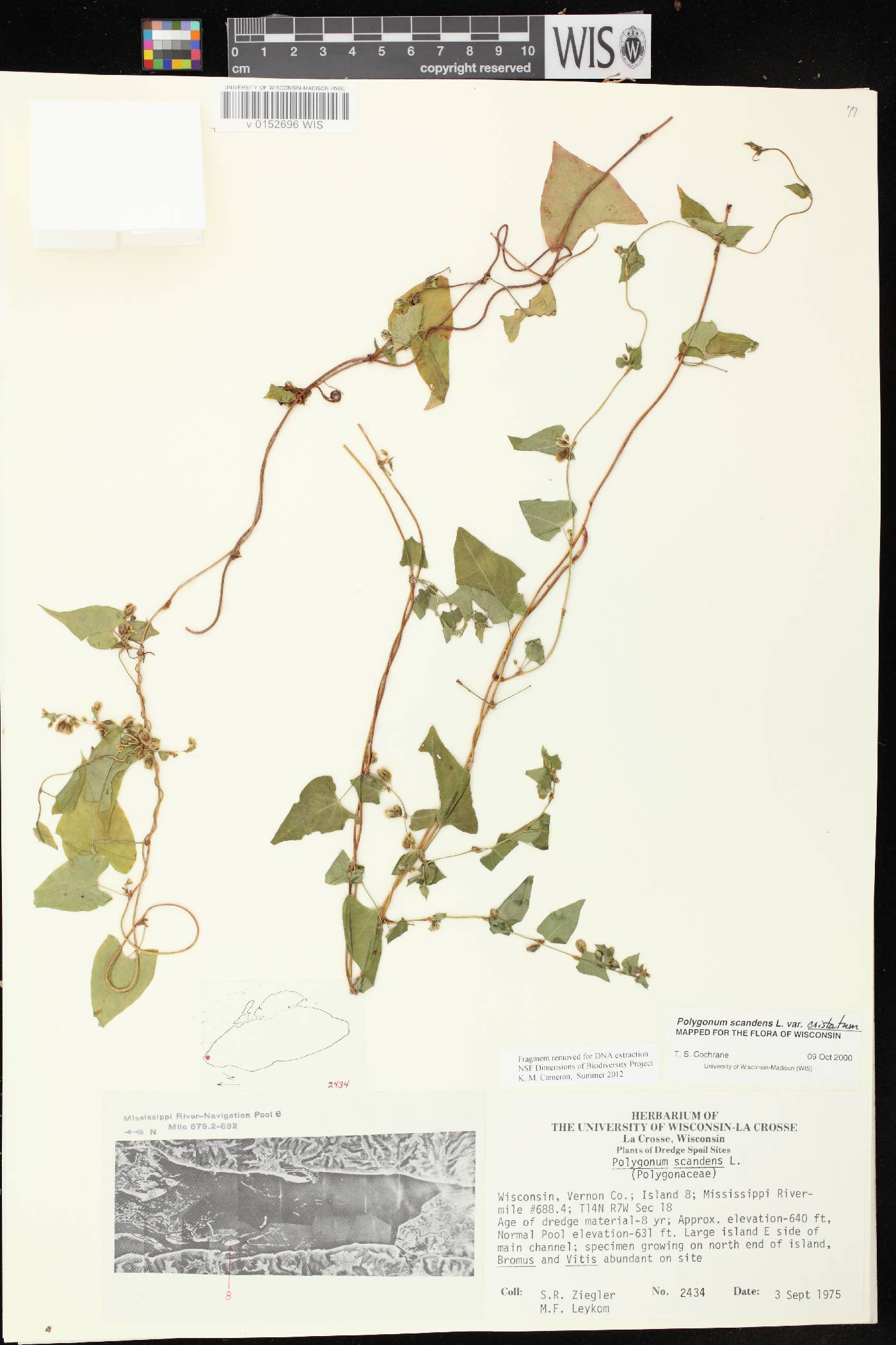 Fallopia scandens image