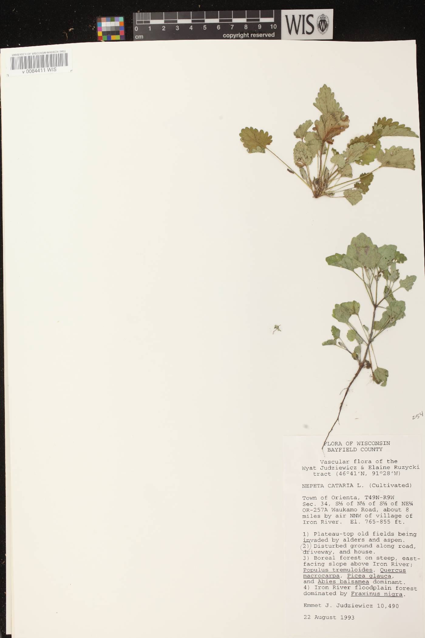 Nepeta cataria image