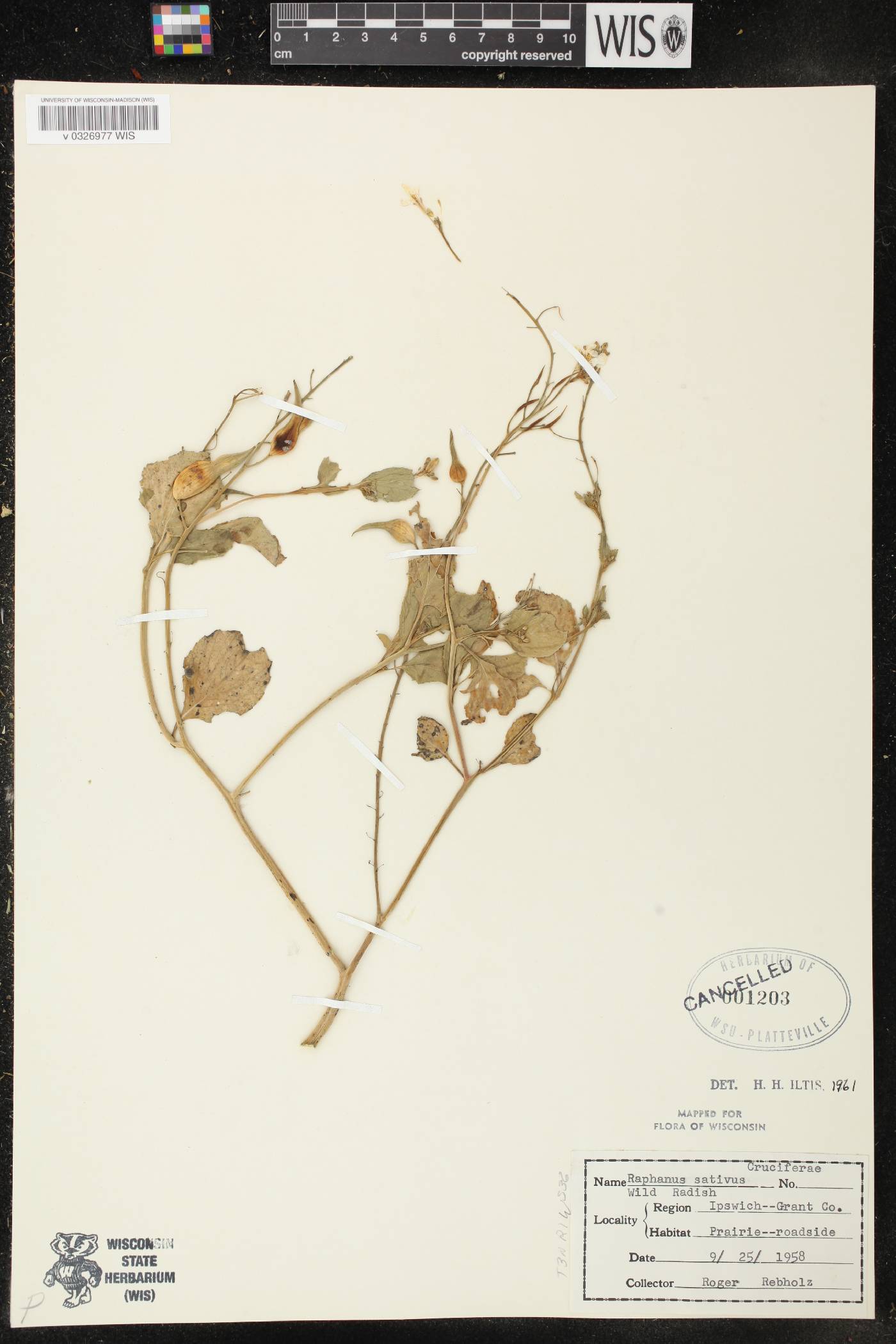 Raphanus sativus image