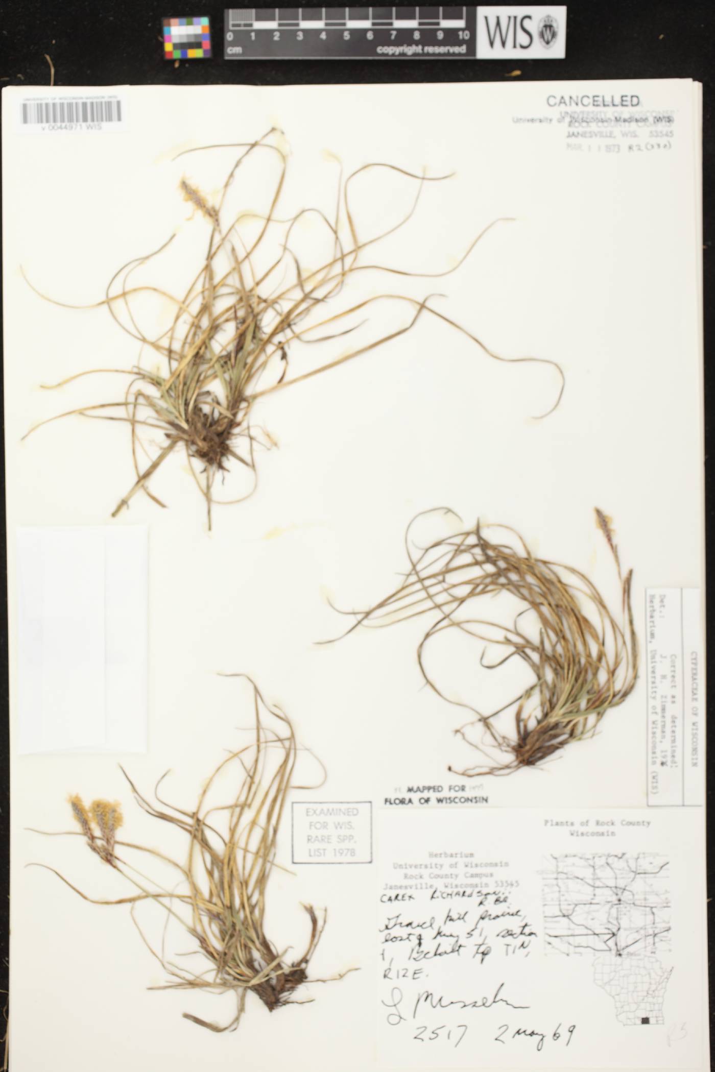 Carex richardsonii image