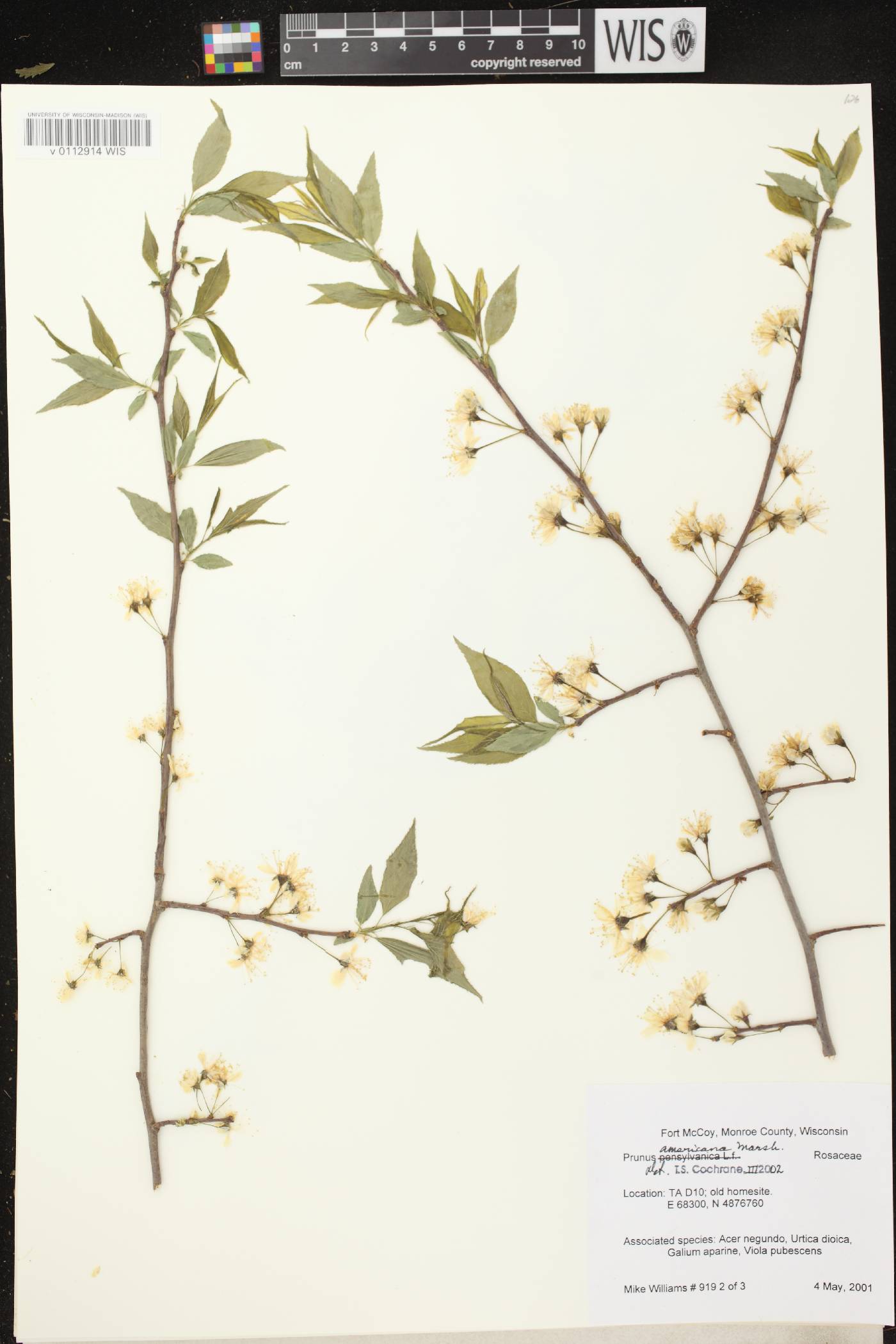 Prunus americana image