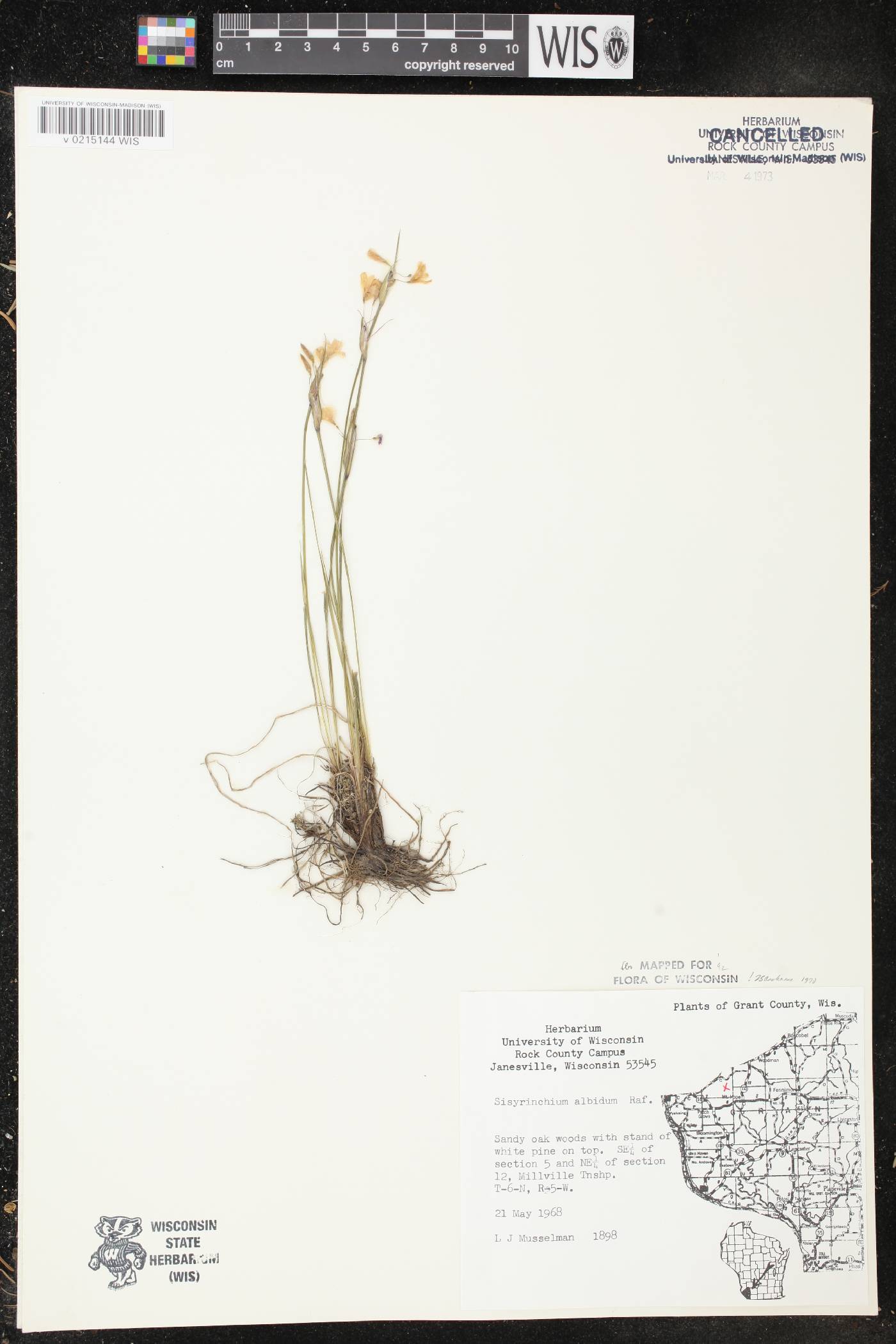 Sisyrinchium albidum image
