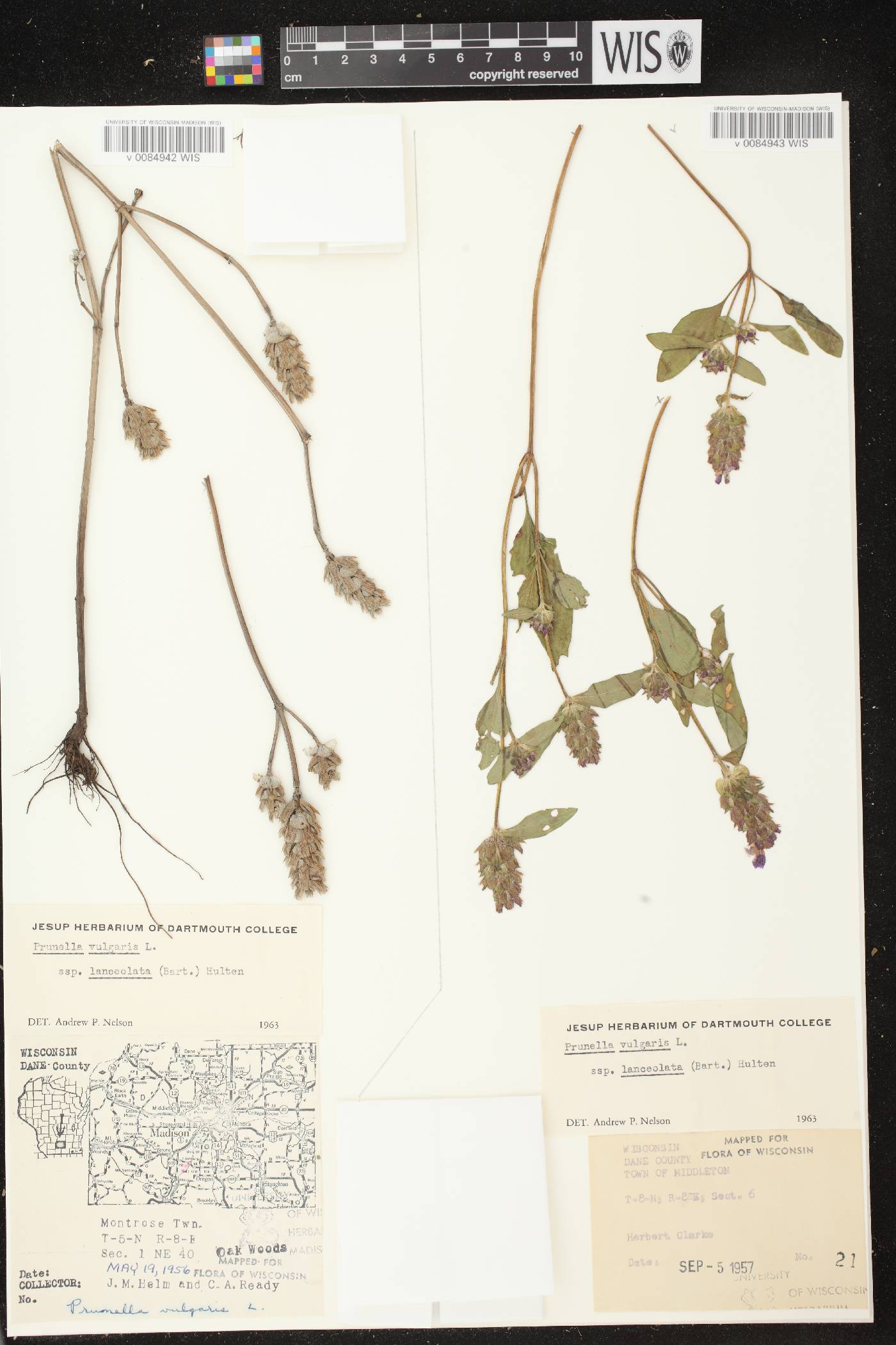Prunella vulgaris image