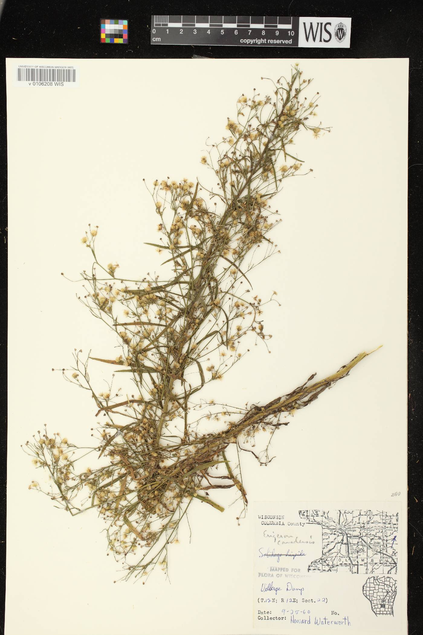 Conyza canadensis image