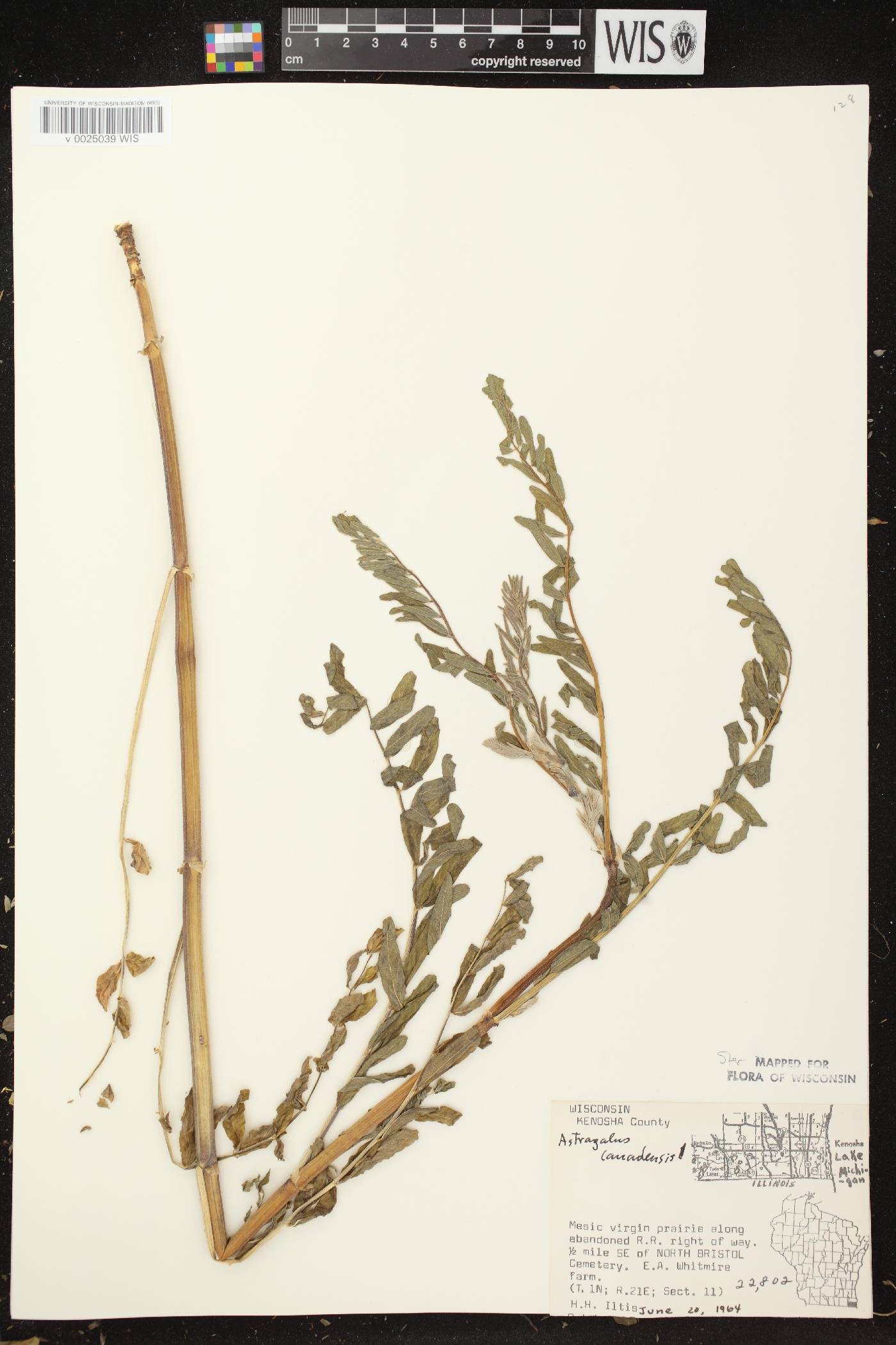 Astragalus canadensis var. canadensis image