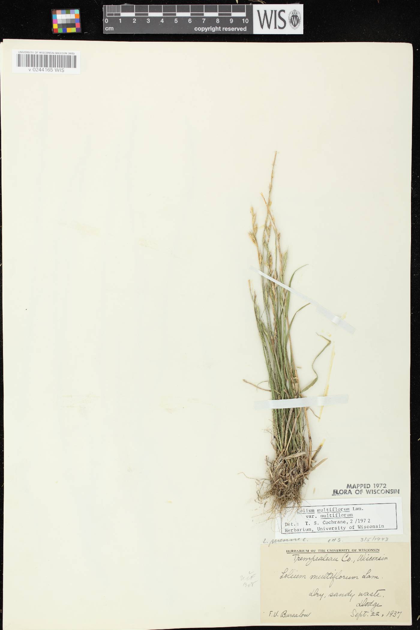 Lolium perenne subsp. multiflorum image