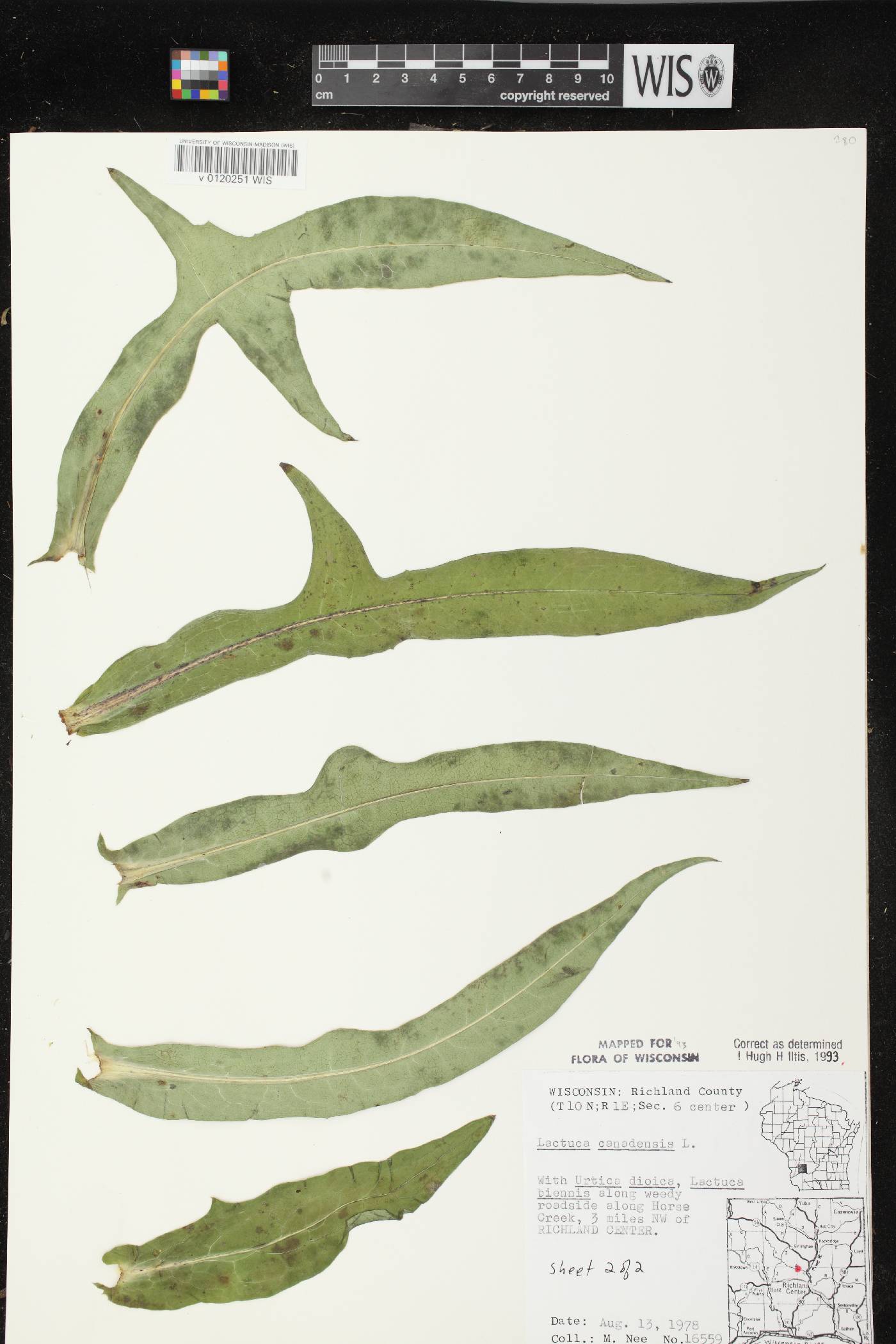 Lactuca canadensis image