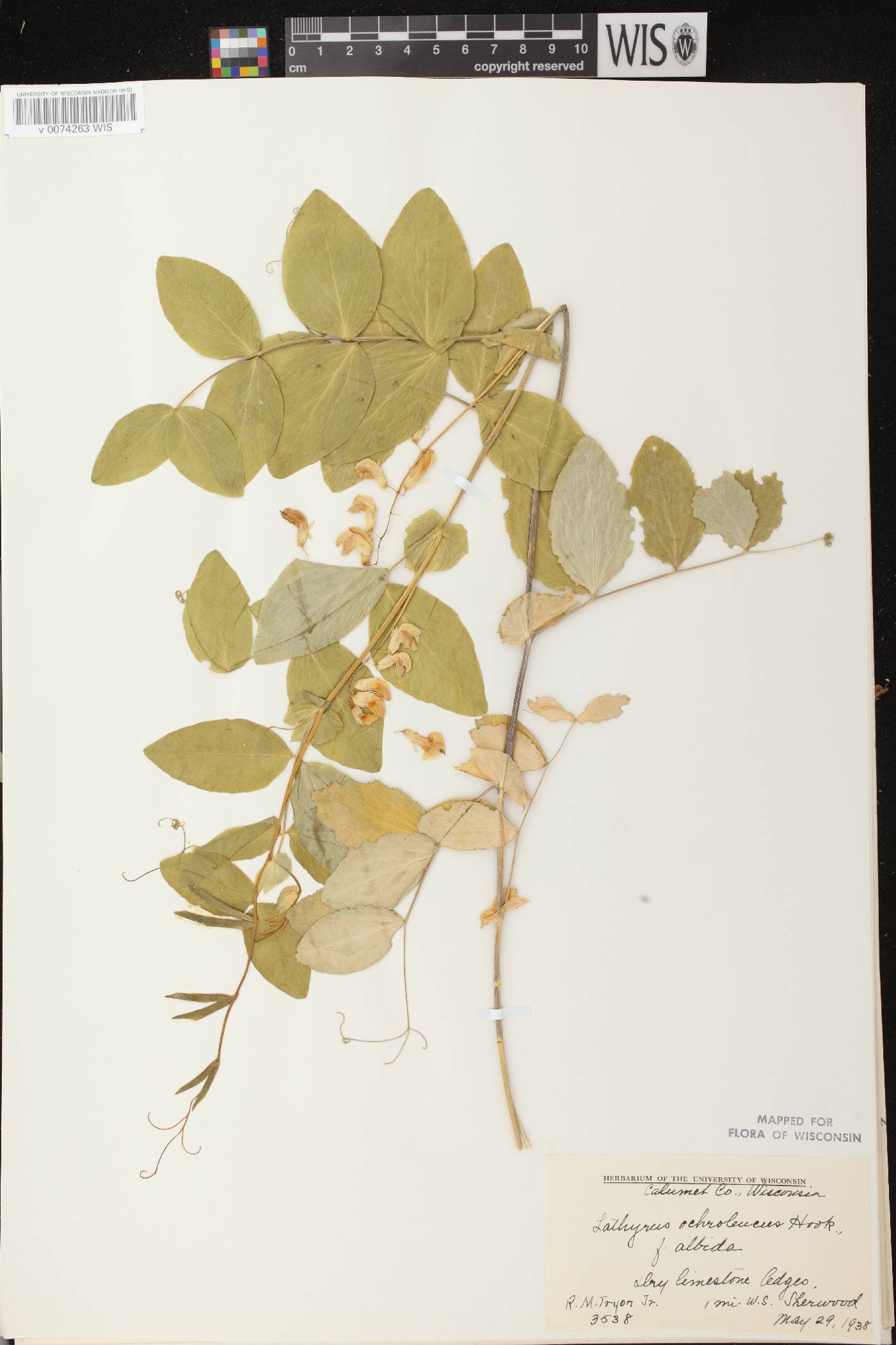Lathyrus ochroleucus image