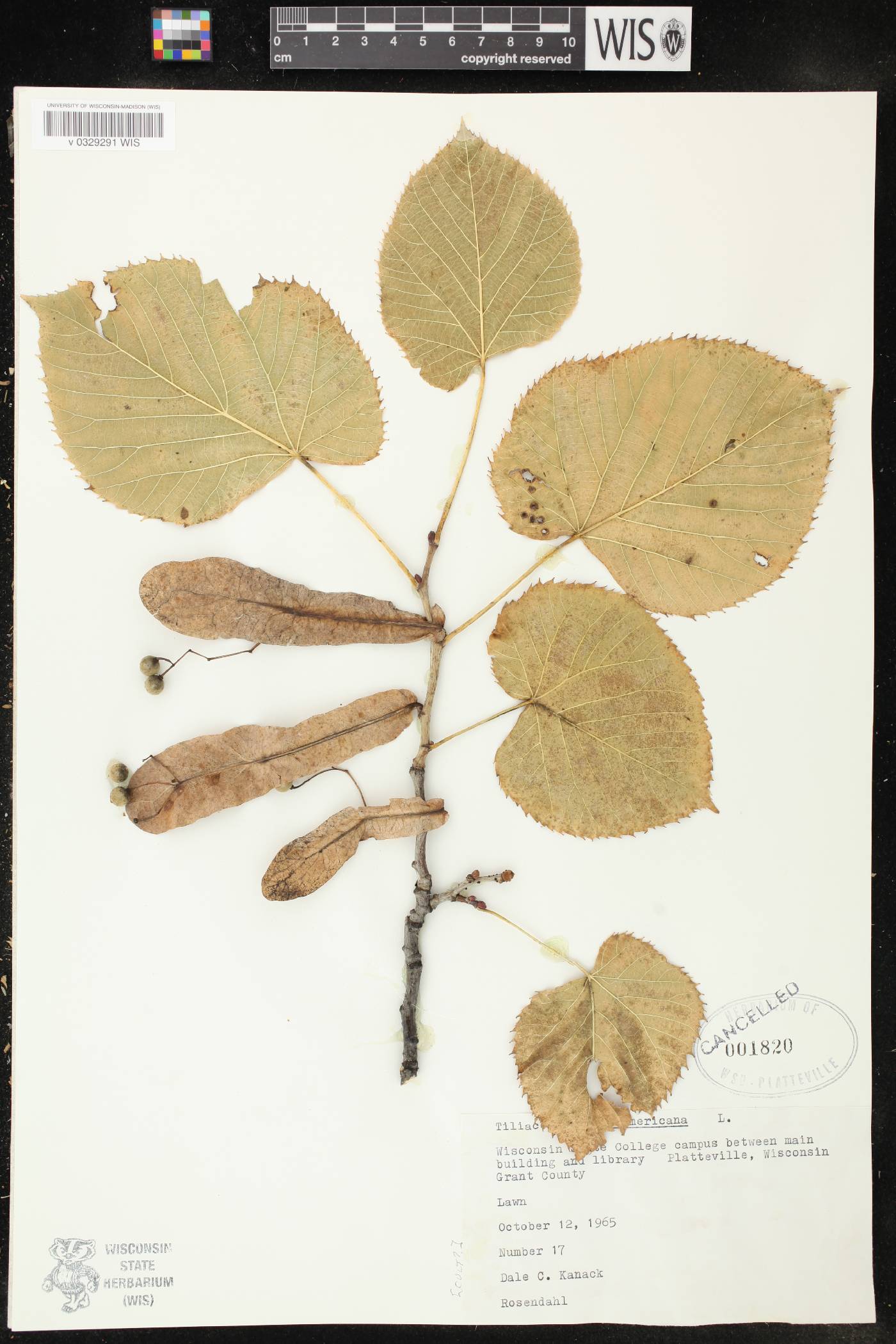 Tilia americana var. americana image