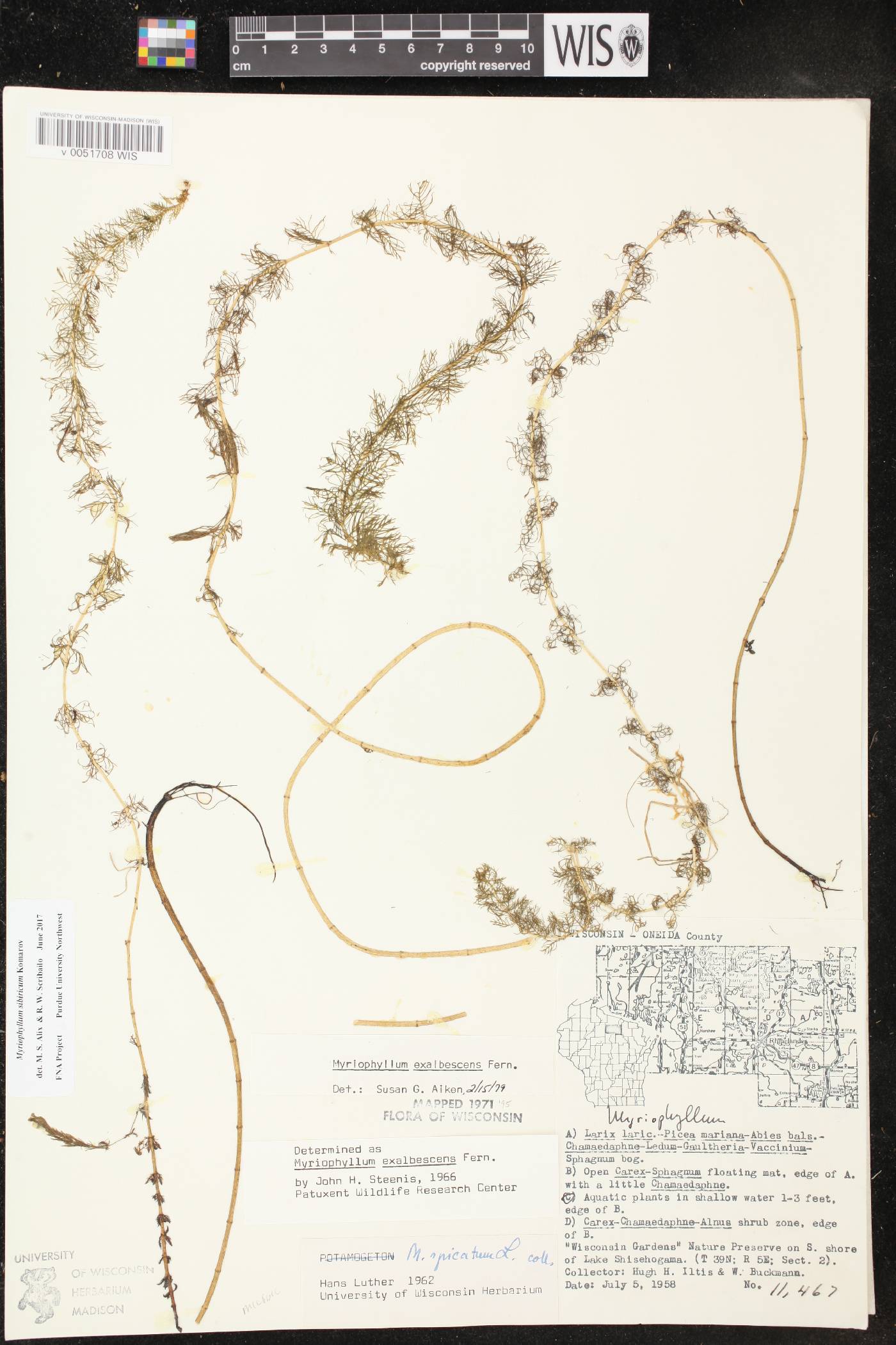 Myriophyllum sibiricum image